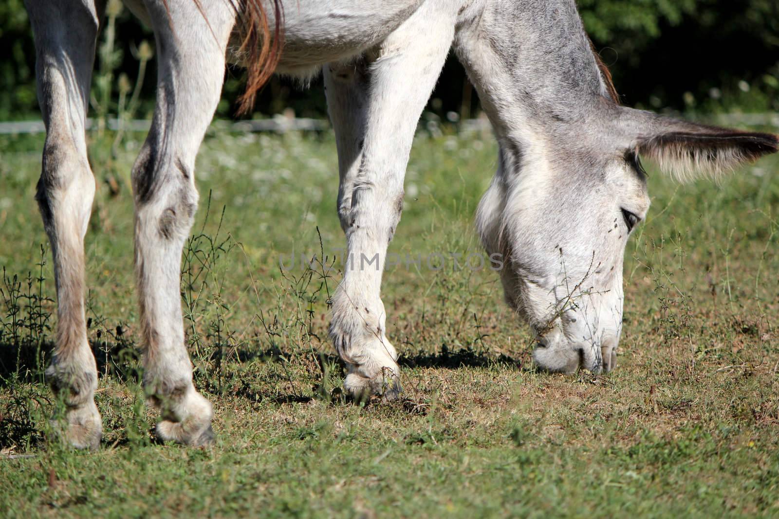 A grey donkey eating the grass
