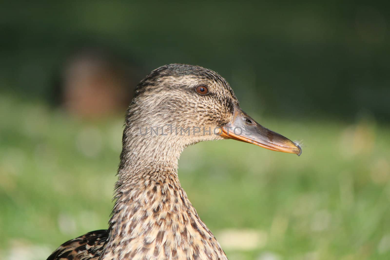 Head of a female duck by Elenaphotos21