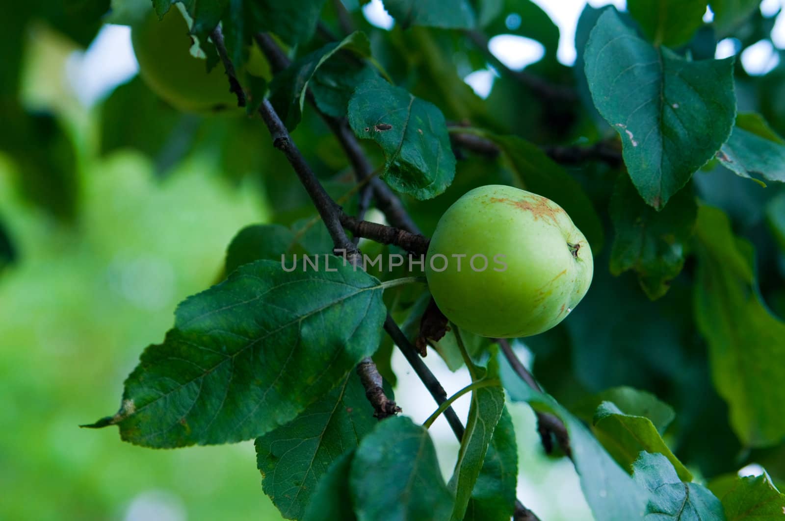 The picture of the apple in the home garden