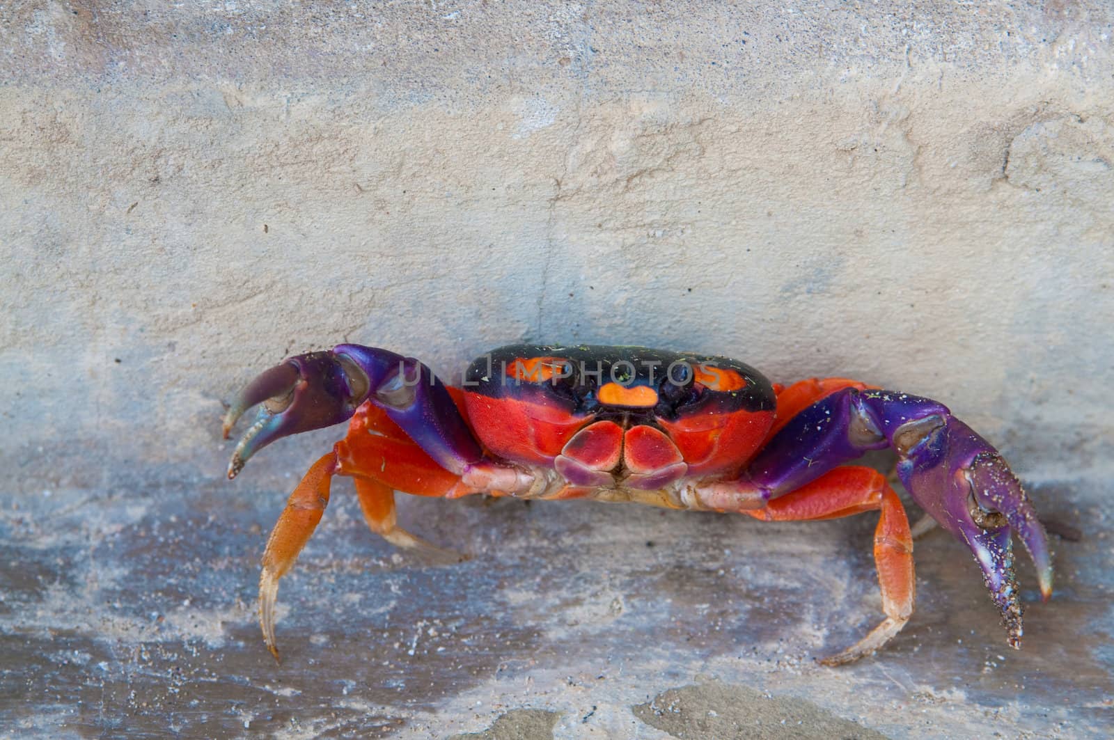 The picture of the red crab from the pacific coast