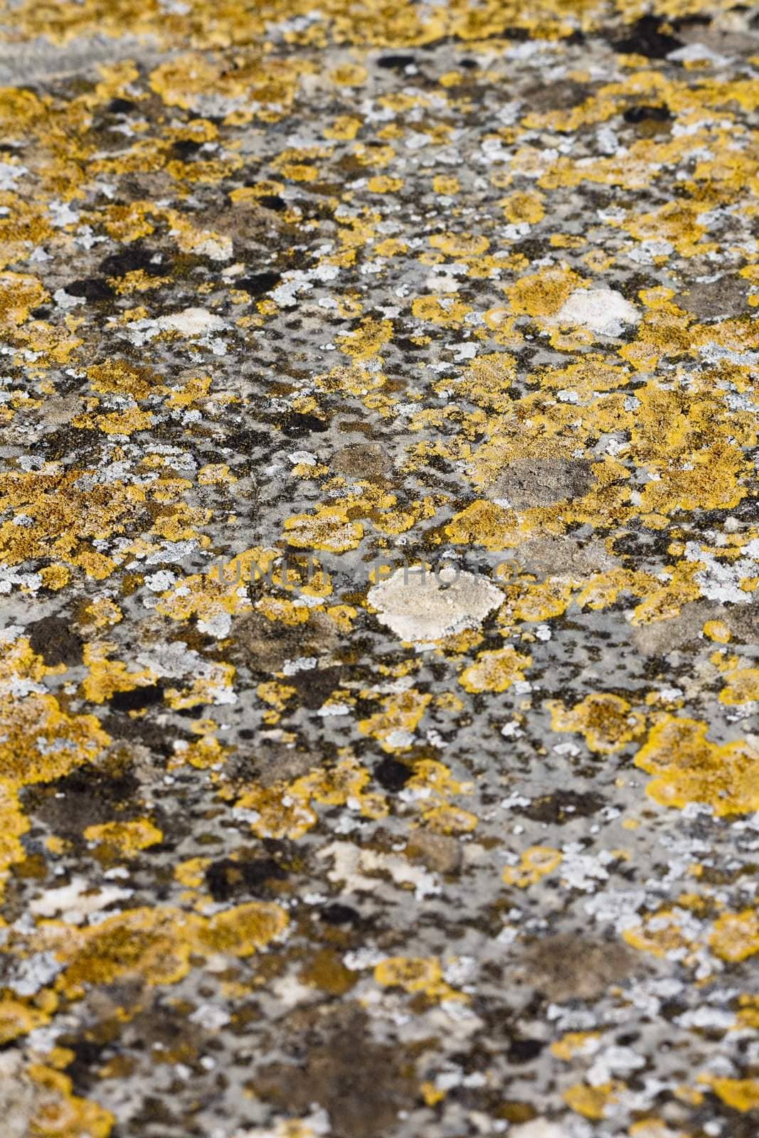Textured stone wall covered with yellow fungus.
