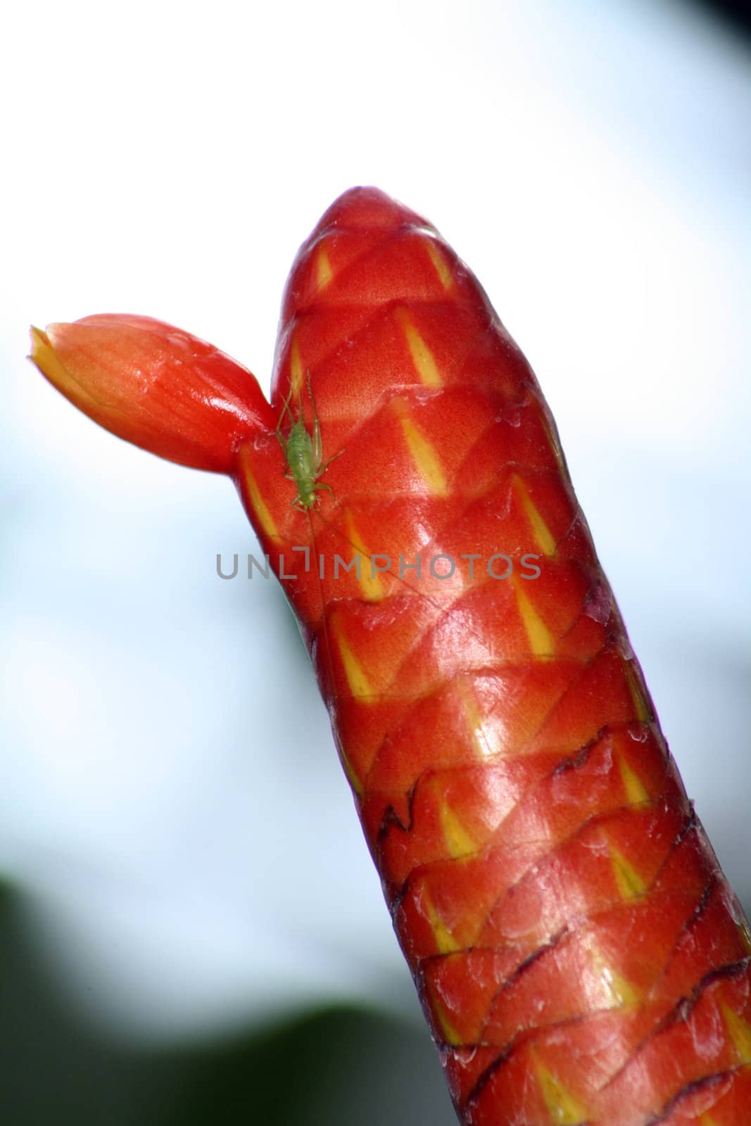 The tropical american plant Costus Scaber.