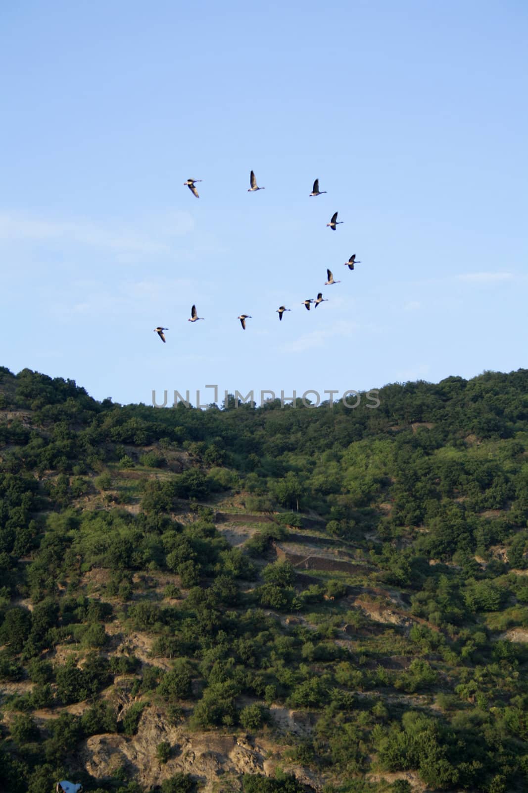 Goose flying in V formation over the Rhine Valley, Rhineland-Palatinate, Germany.