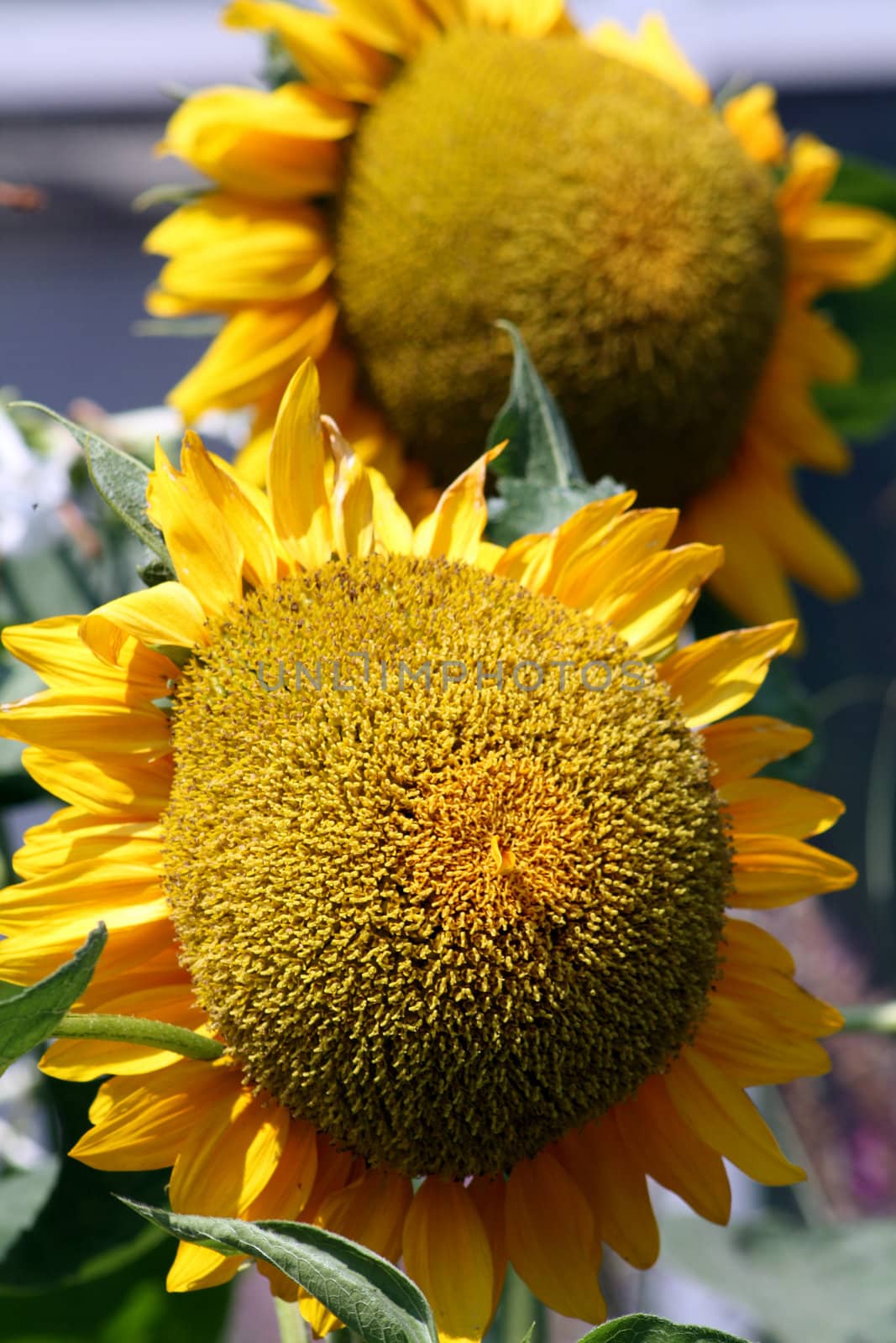 A giant sunflower, Helianthus annuus. The state flower of Kansas and also Ukraine.