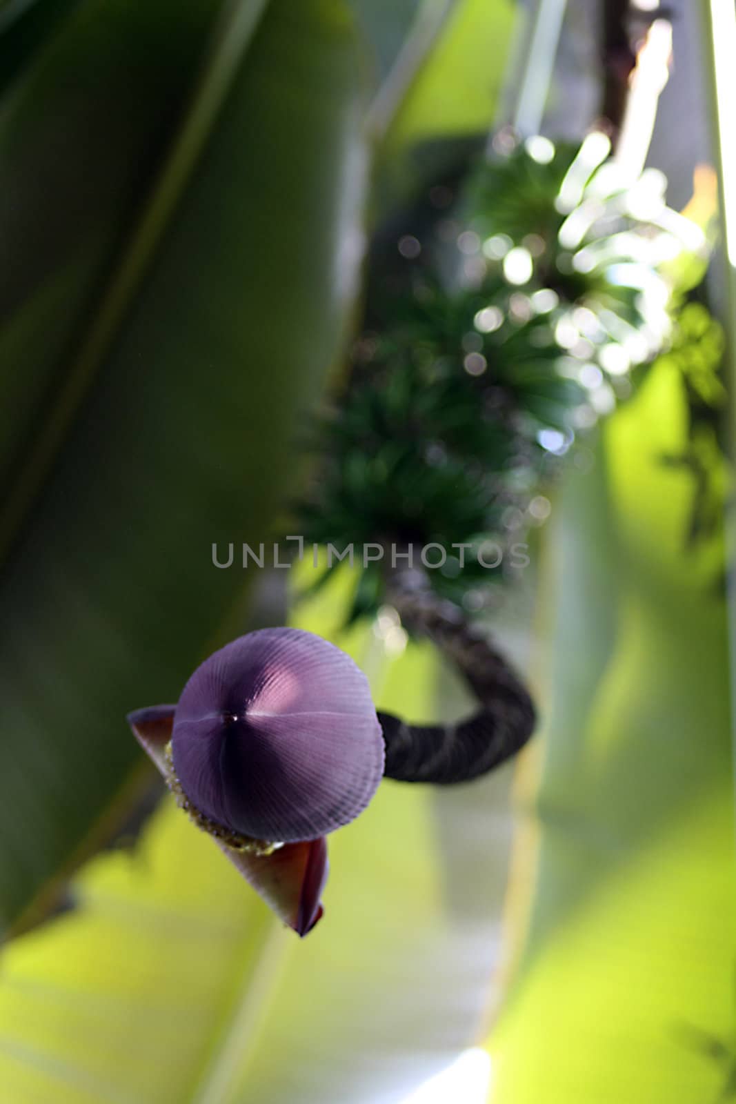 Musa paradisiaca flower by toneteam