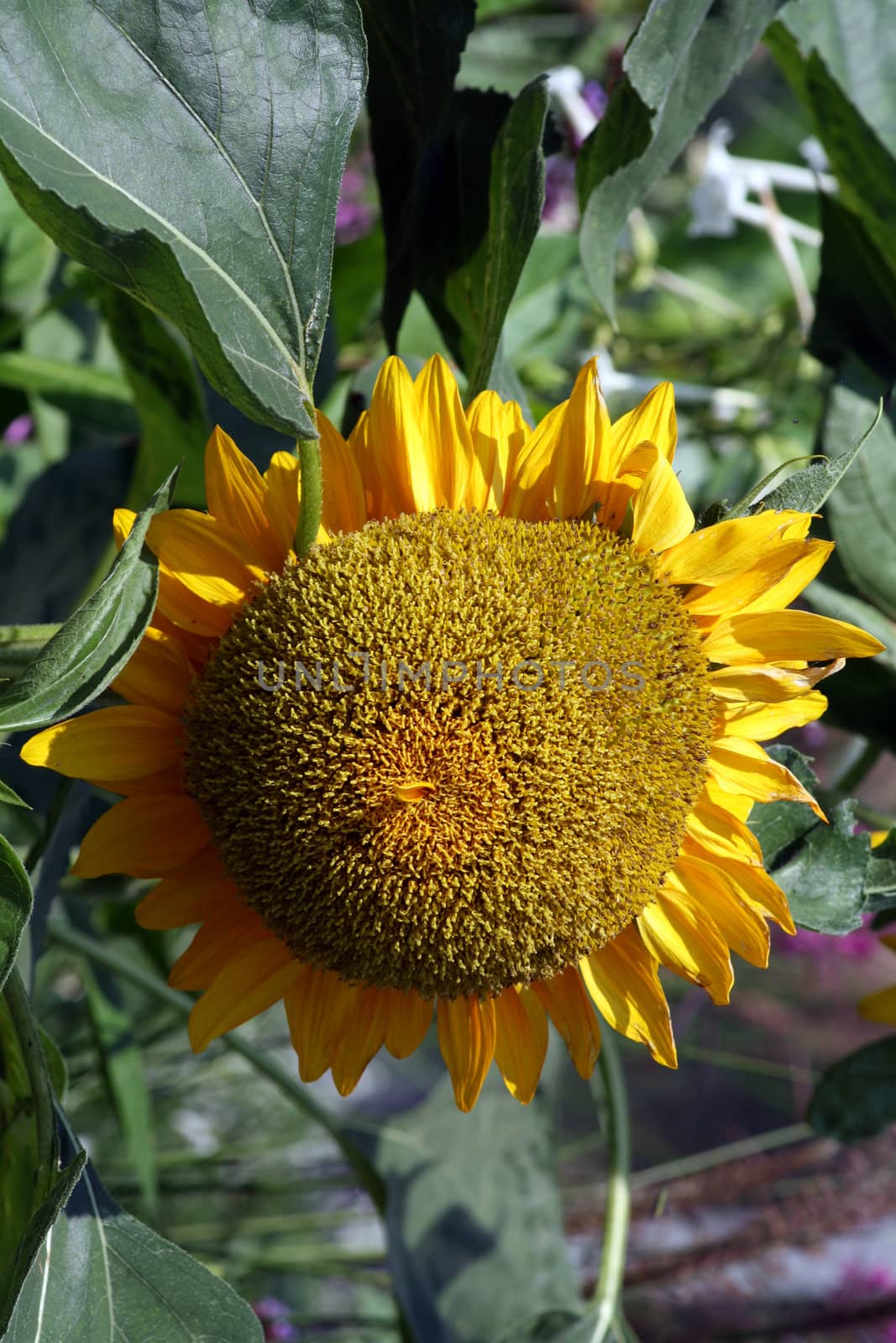 A sunflower, state flower of Kansas.
