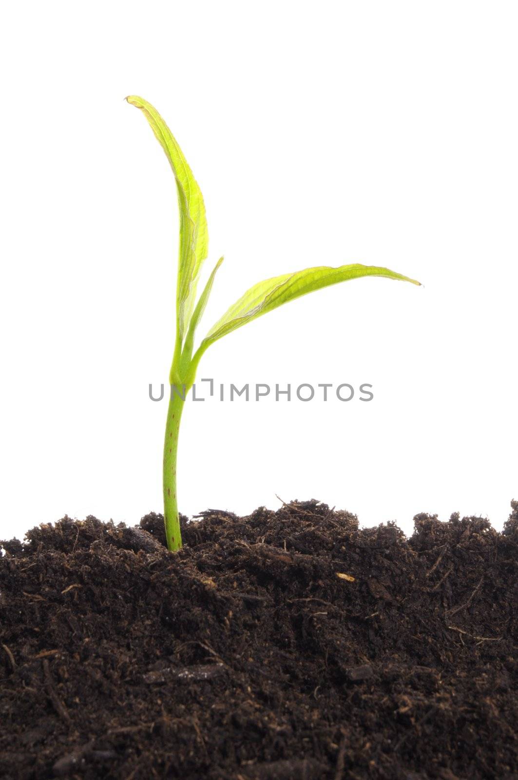 business growth concept with ypoung plant and soil on white background