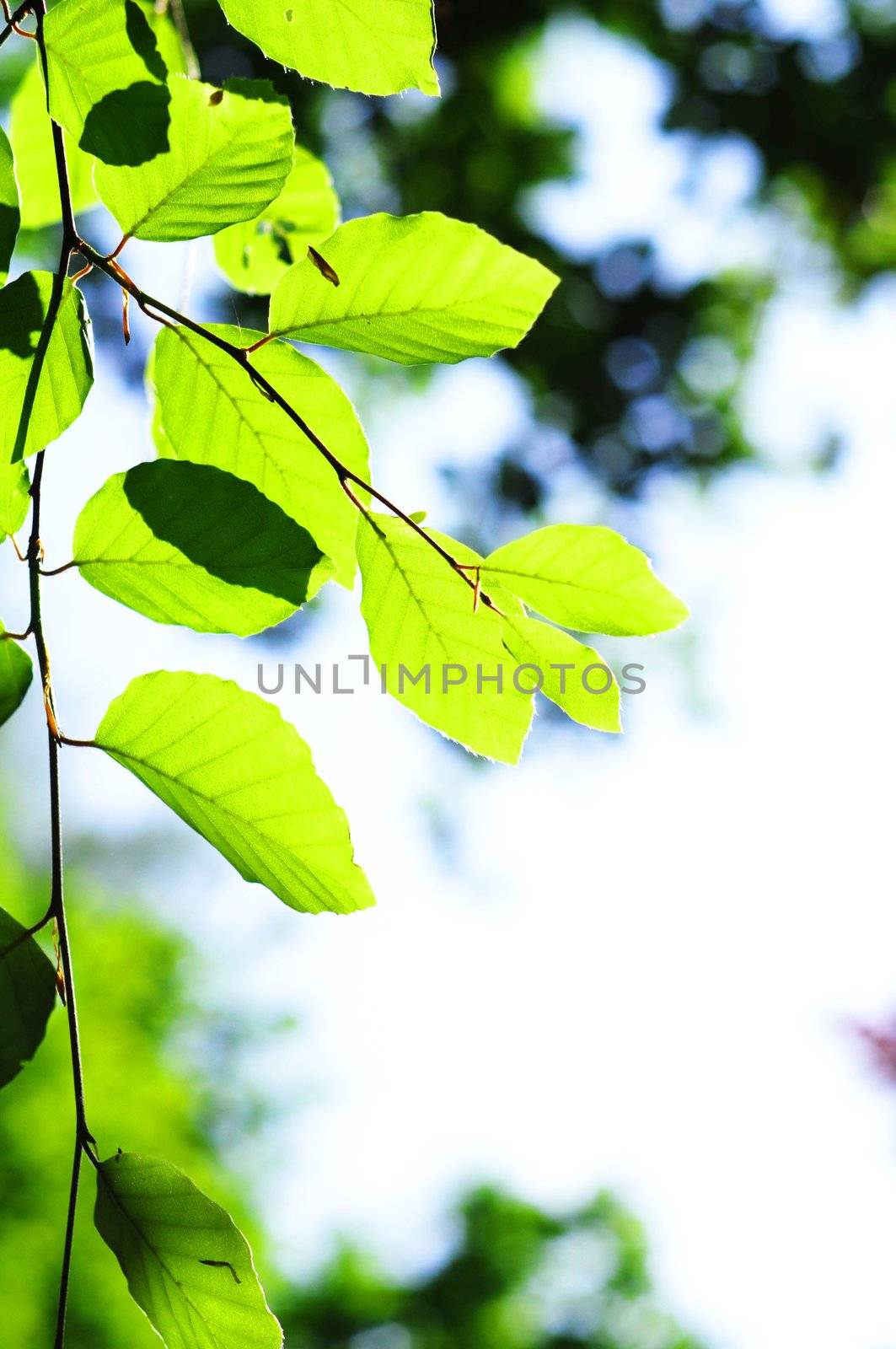 beautyfil nature concept with green summer leaf and copyspace