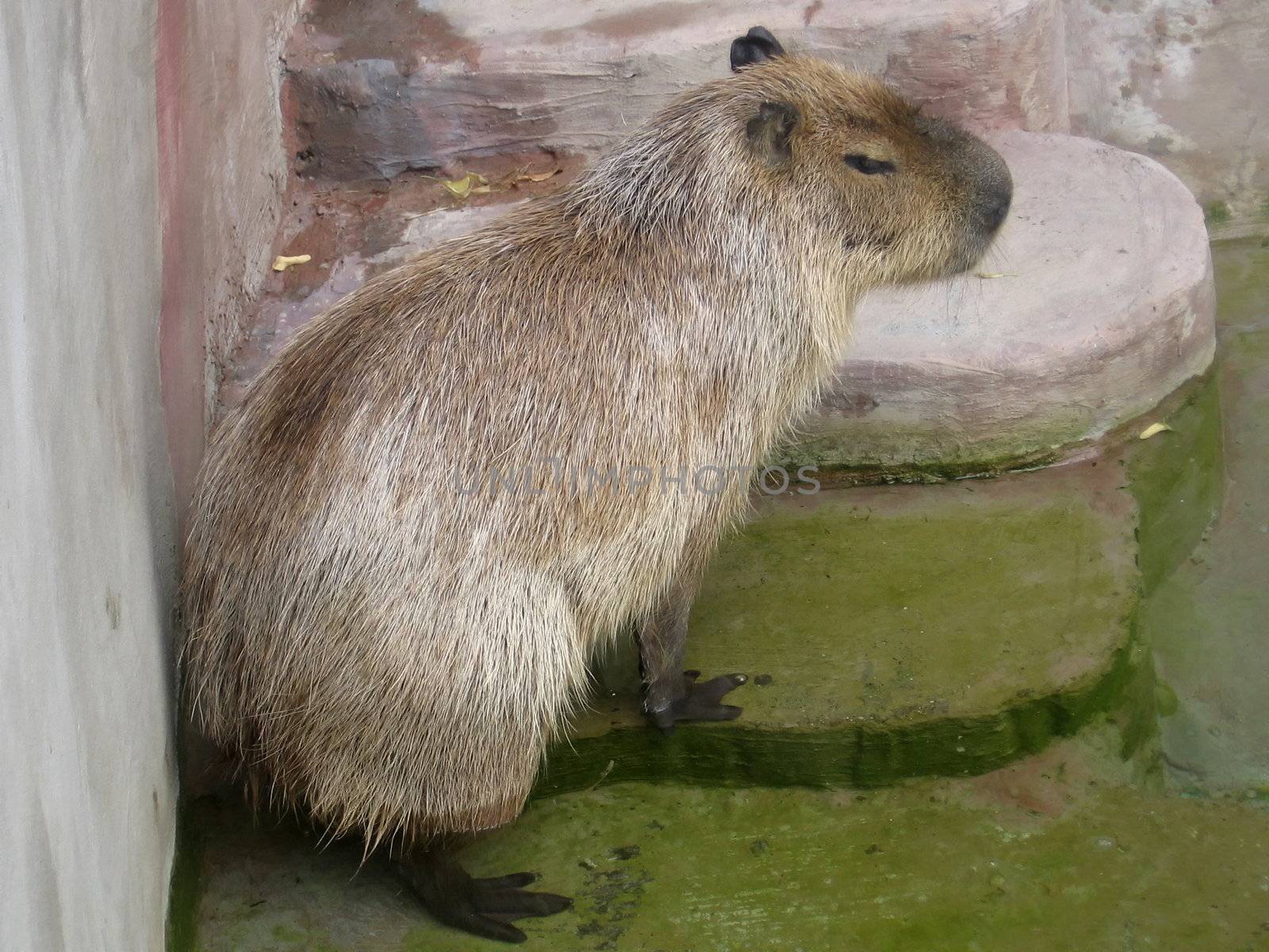 Cute small capybara stays in green water