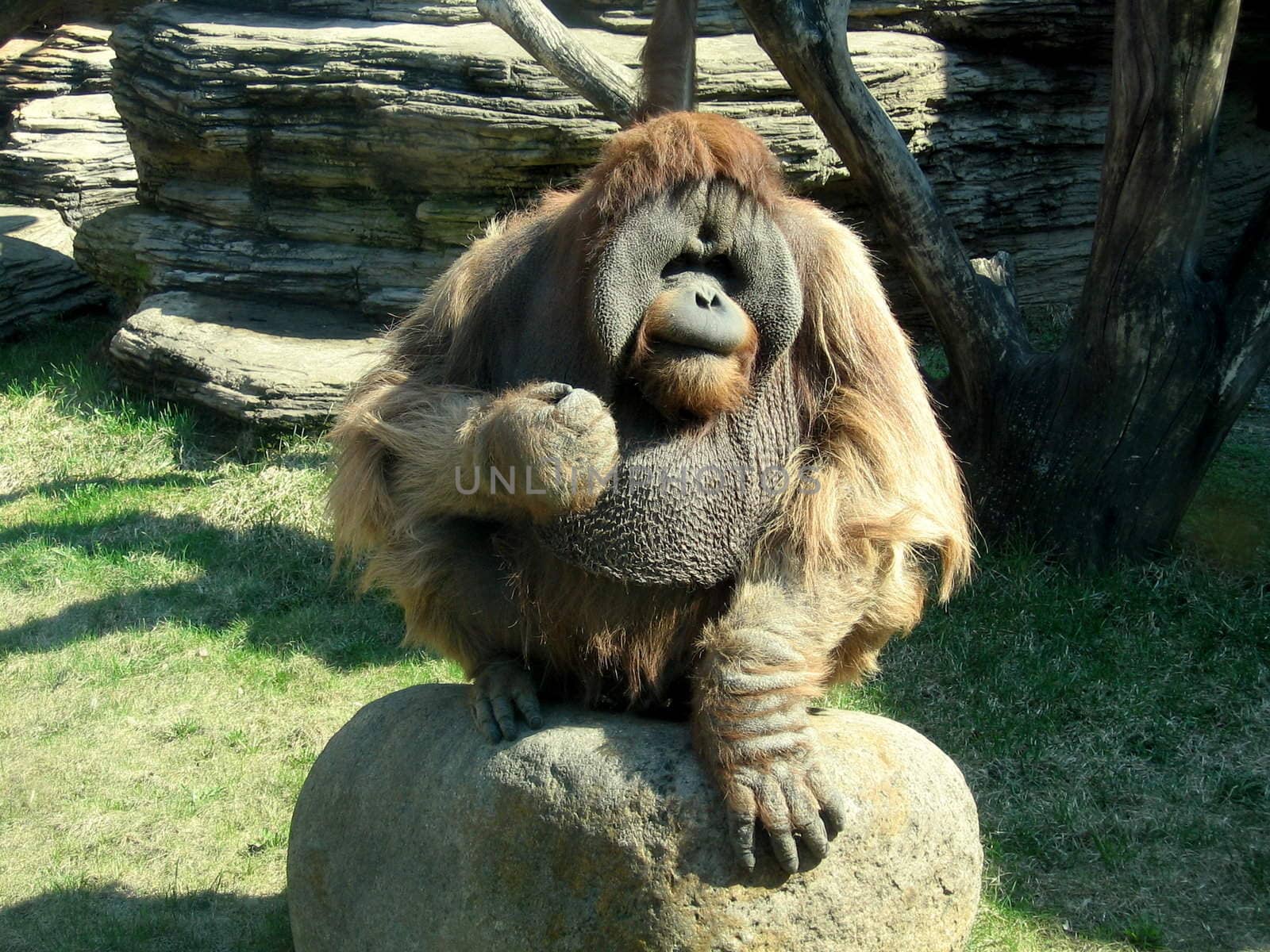 Angry orangutan sits on the rock and shows its fist
