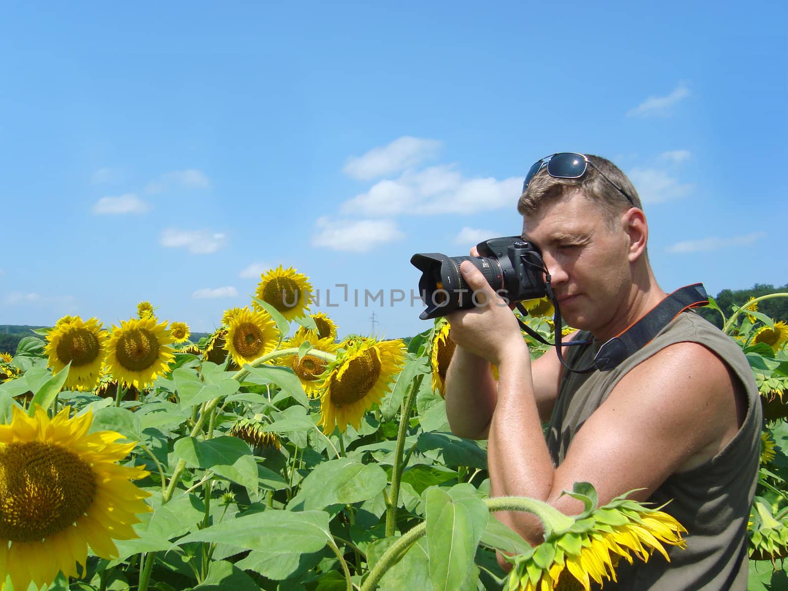 Photographer in the field of sunflowers in a sunny day
