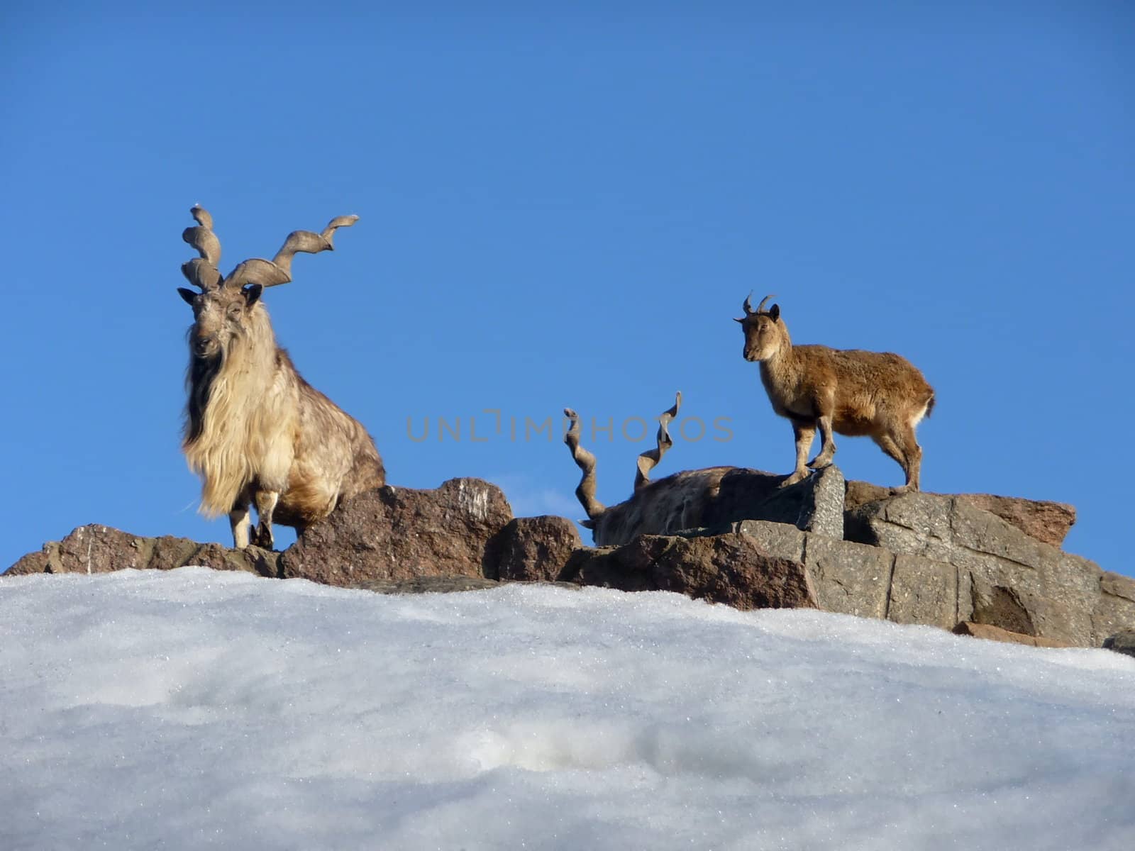 Goat family at stone rock on a background of blue sky