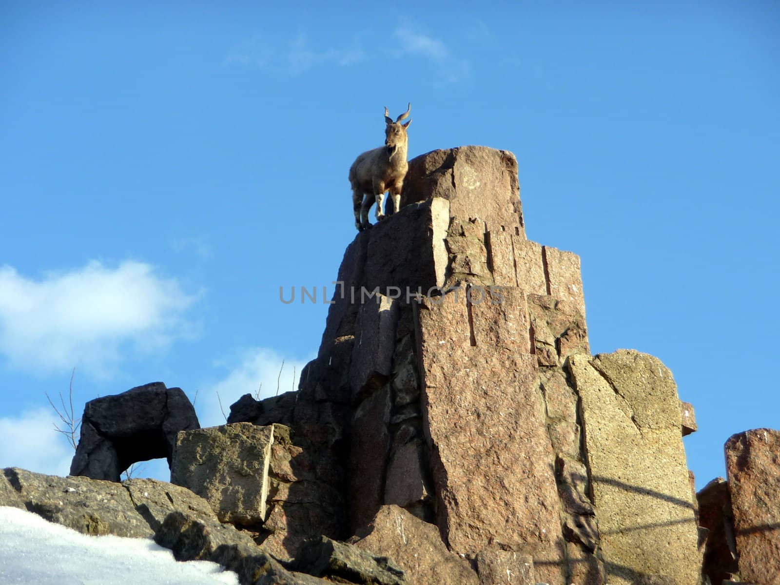 Goat at stone rock on a background of blue sky