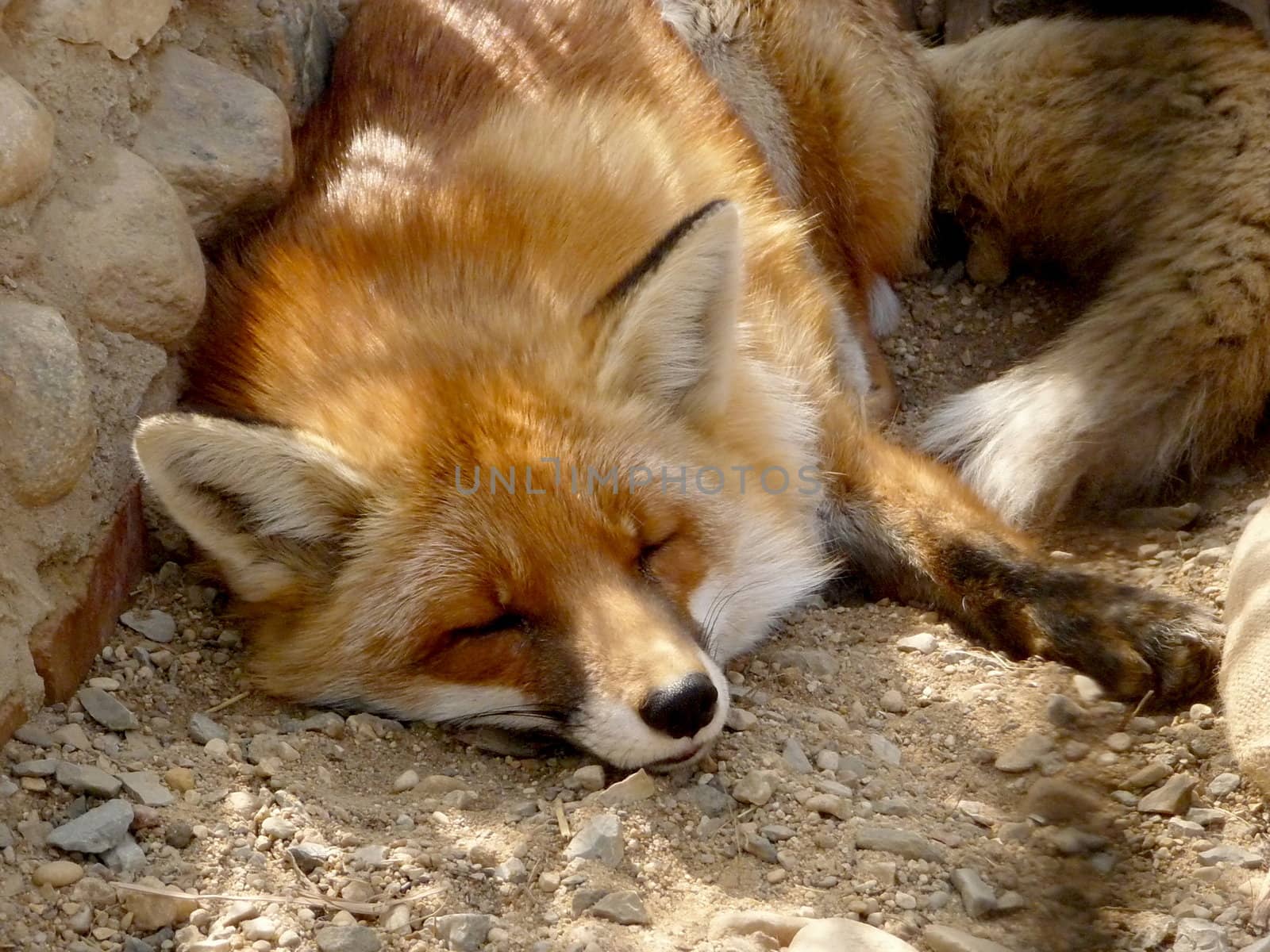 Colorful sleeping red fox on the ground