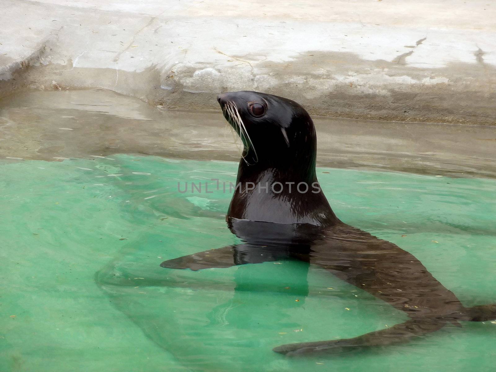 Cute black seal swims in water in Moscow zoo