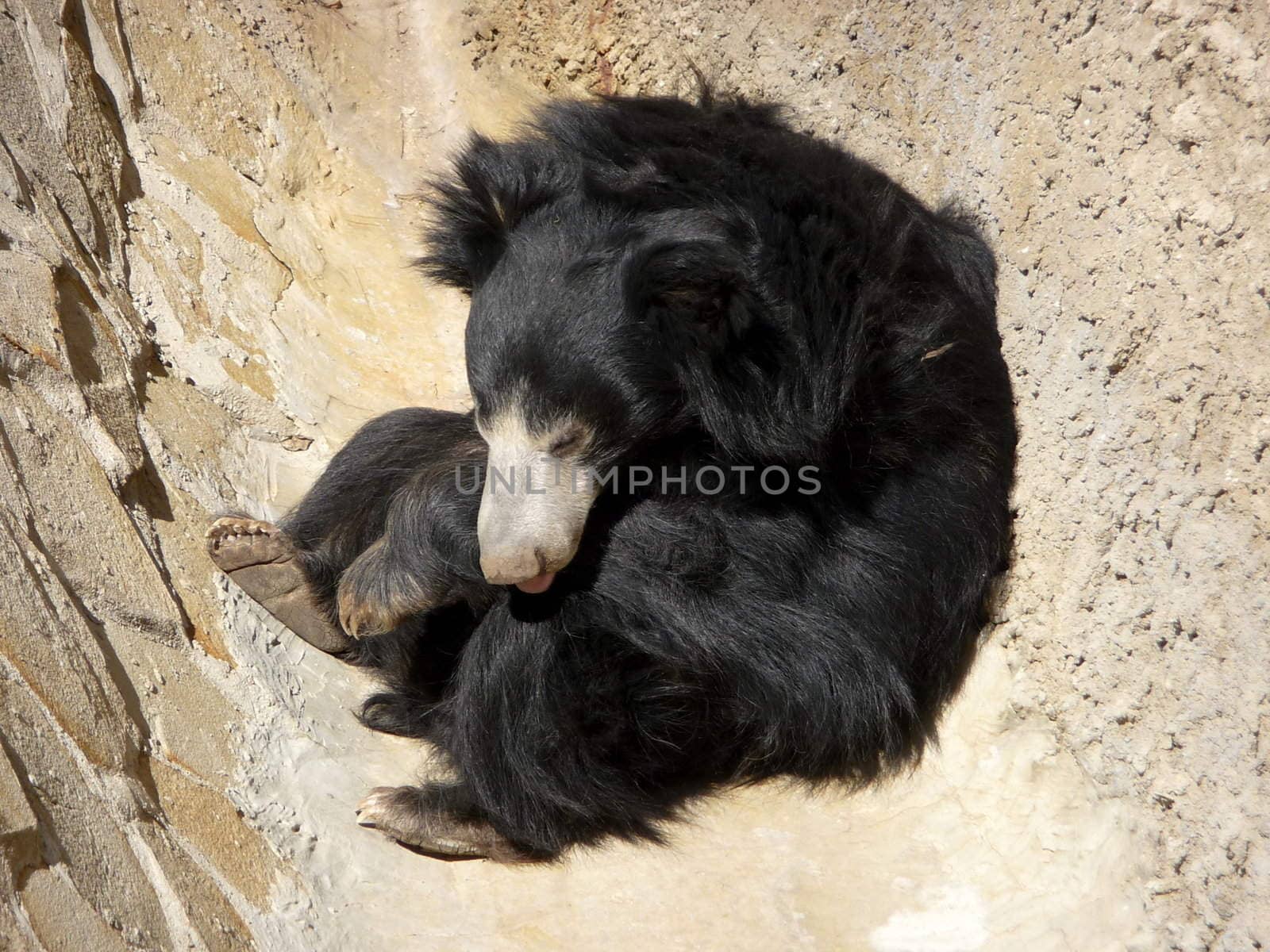 Cute black bear sleeps in a corner of stone wall