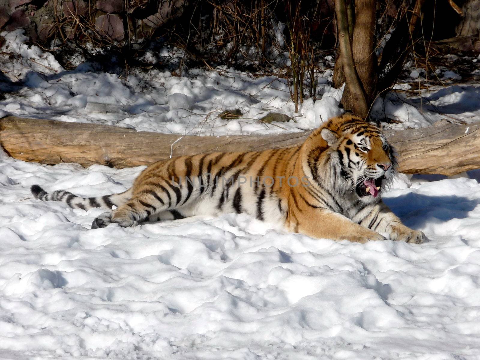 Tiger on snow by tomatto
