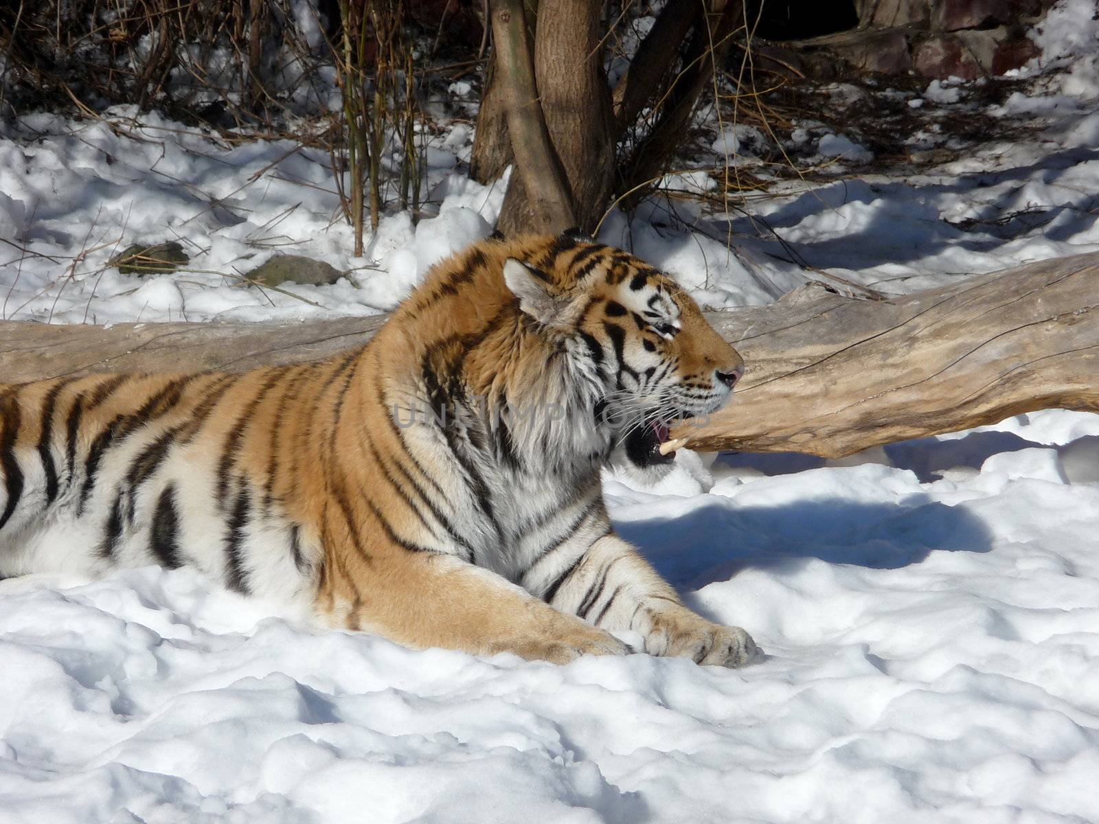 Strong tiger lays on the snow ground