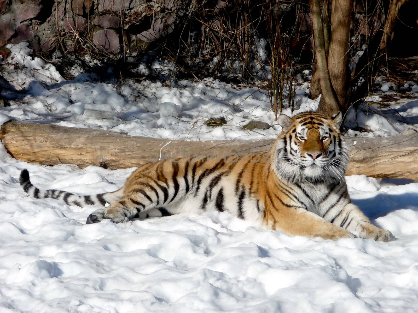 Tiger on the snow by tomatto