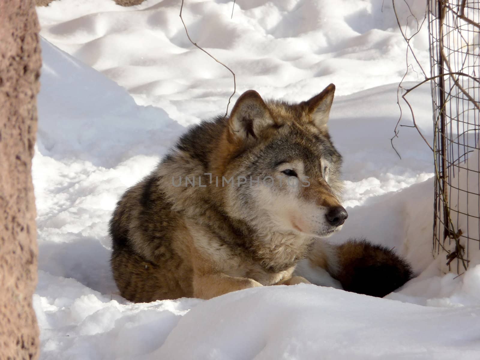 Cute gray wolf sits on the snow ground