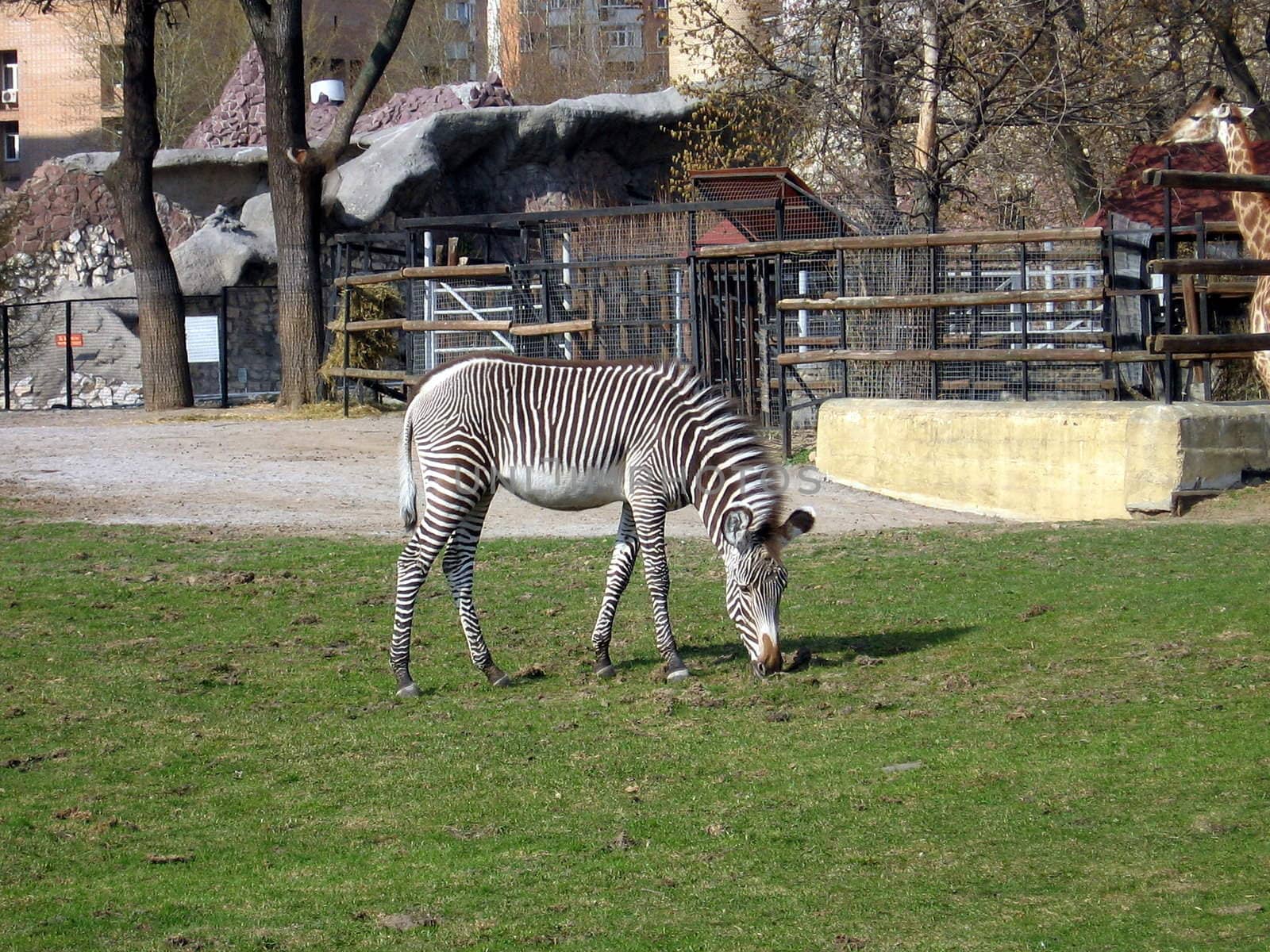 Striped zebra on lawn in Moscow zoo