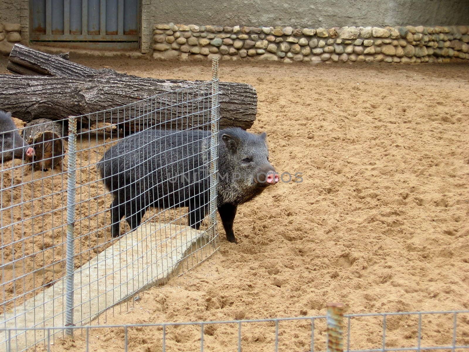 Black wild boar on a sand ground