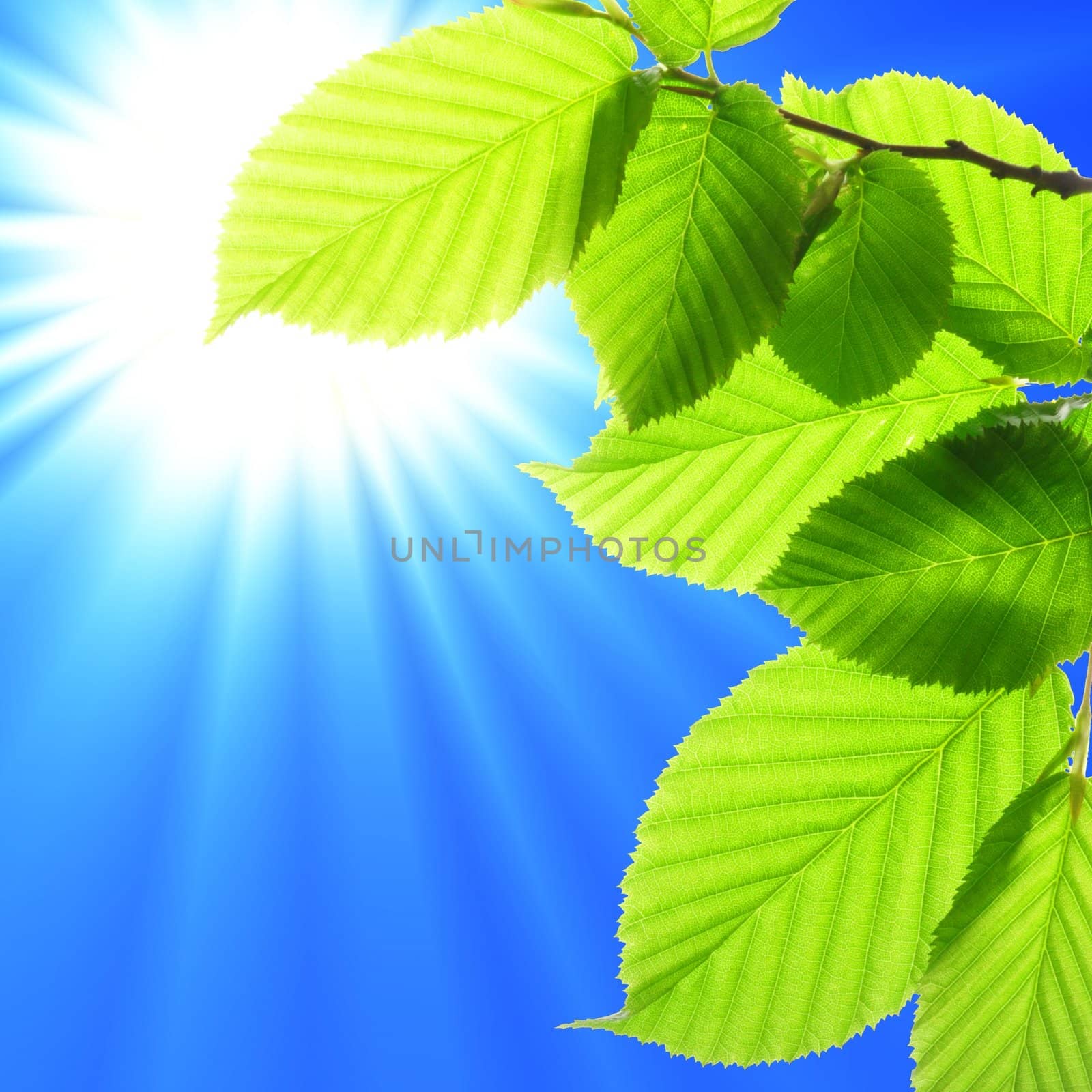 green leaves and copyspace showing summer eco or ecology concept