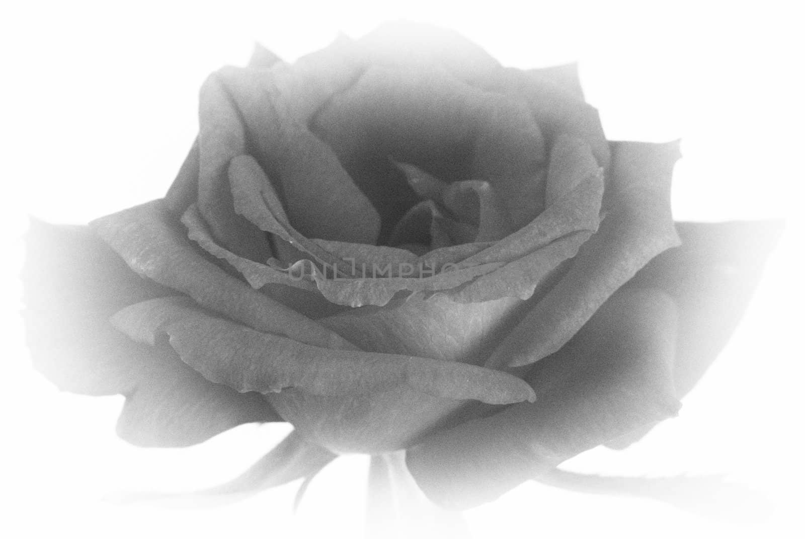 old fashioned faded black and white inage of rose