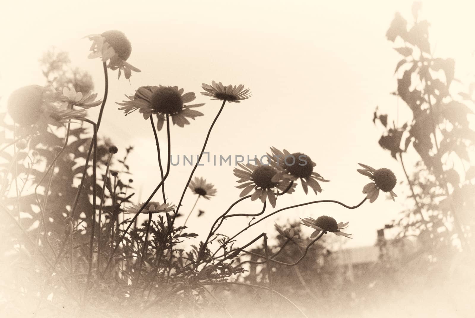 old fashioned faded sepia background of daisies by paddythegolfer