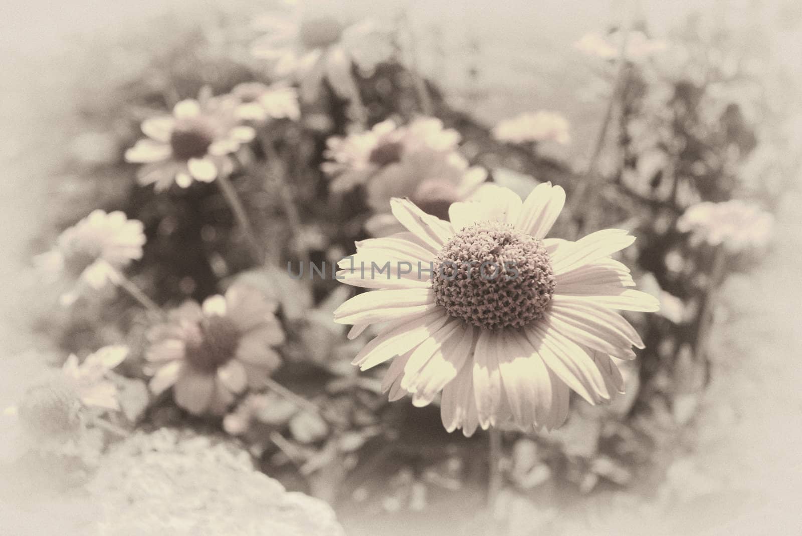 old fashioned faded sepia background of daisies by paddythegolfer