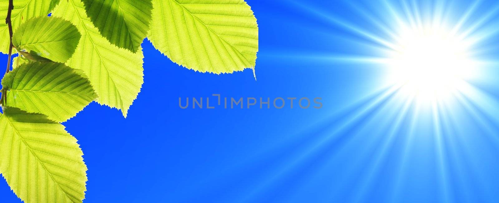 green leaf and blue sky with sun in summer