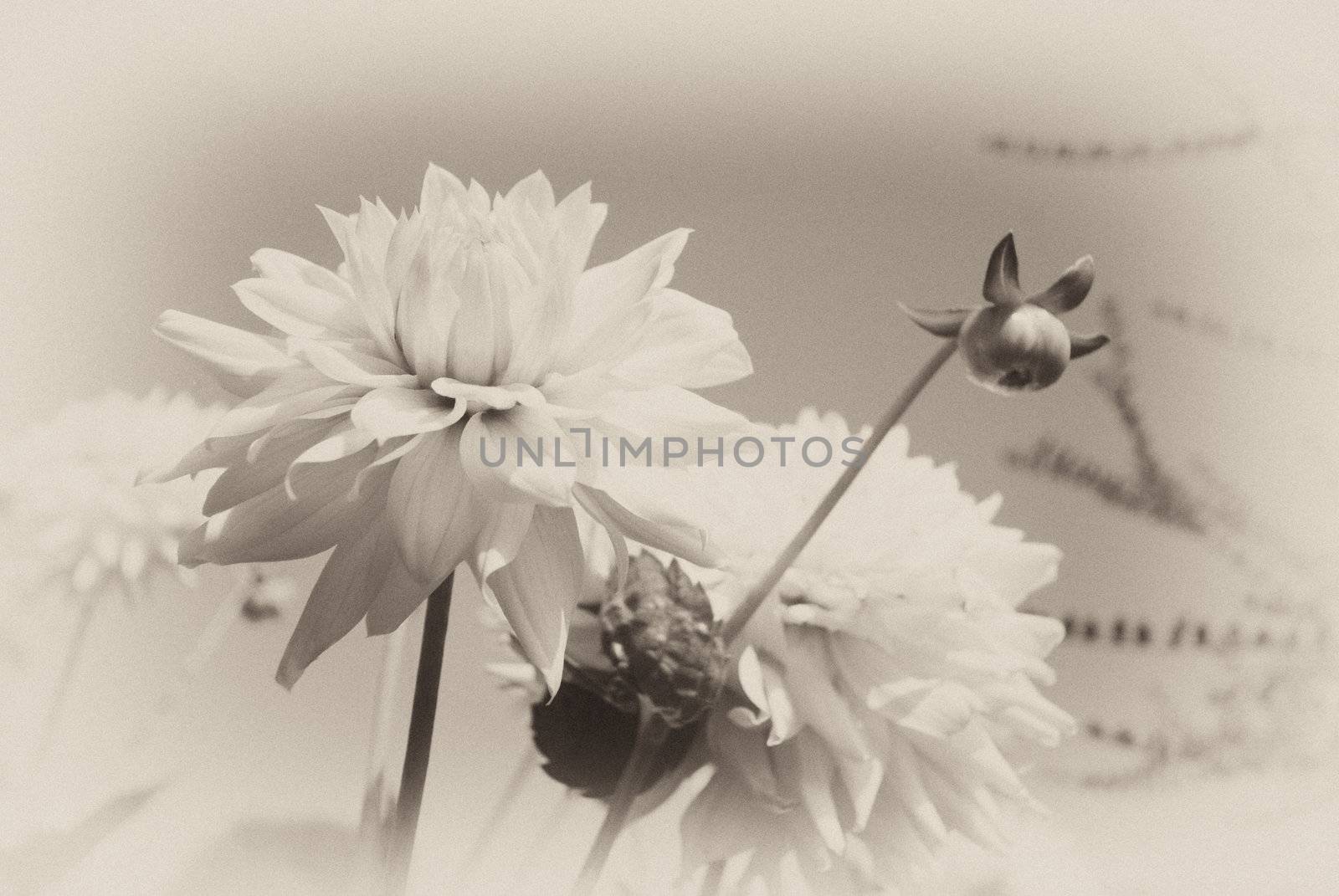 old fashioned faded sepia background of dahlias