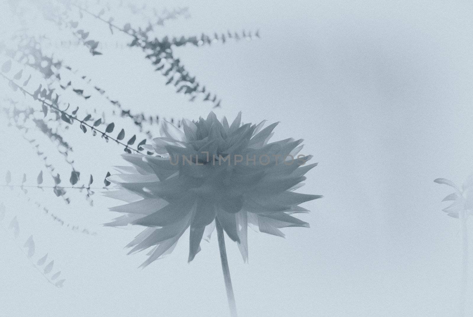 old fashioned faded blue background of dahlias