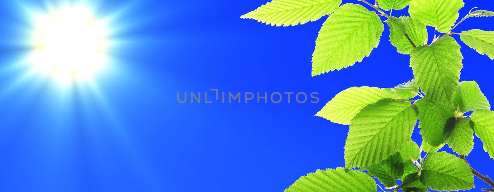 green leaves and blue sky with sun and copyspace