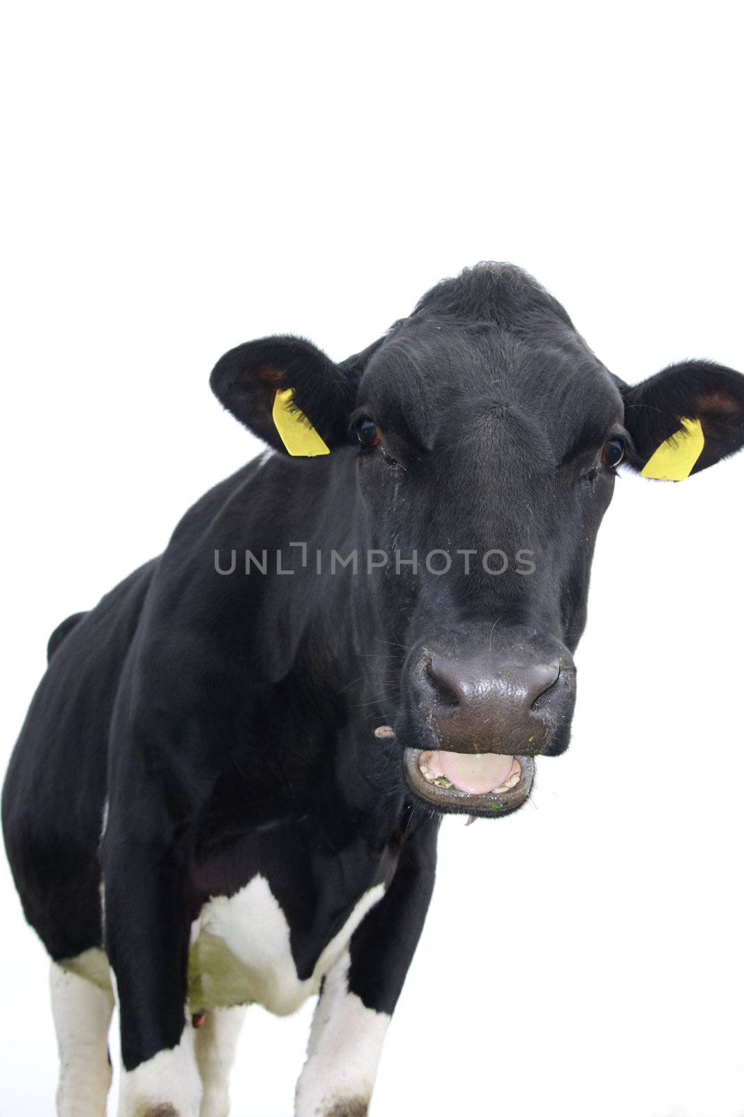 cow on pasture in northern Germany