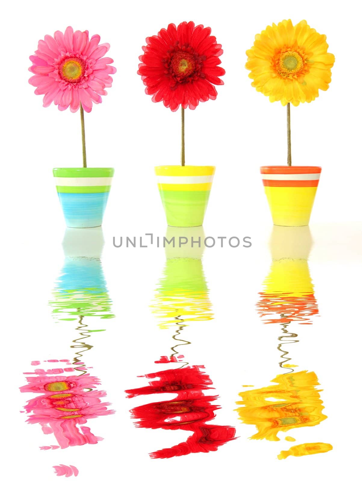 summer or spa flowers with water reflection