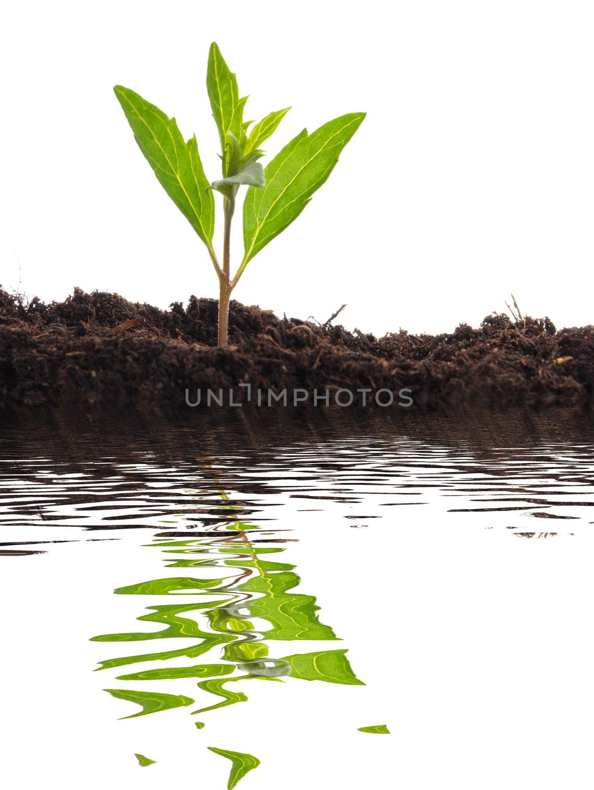 small plant and water reflection showing summer or nature concept