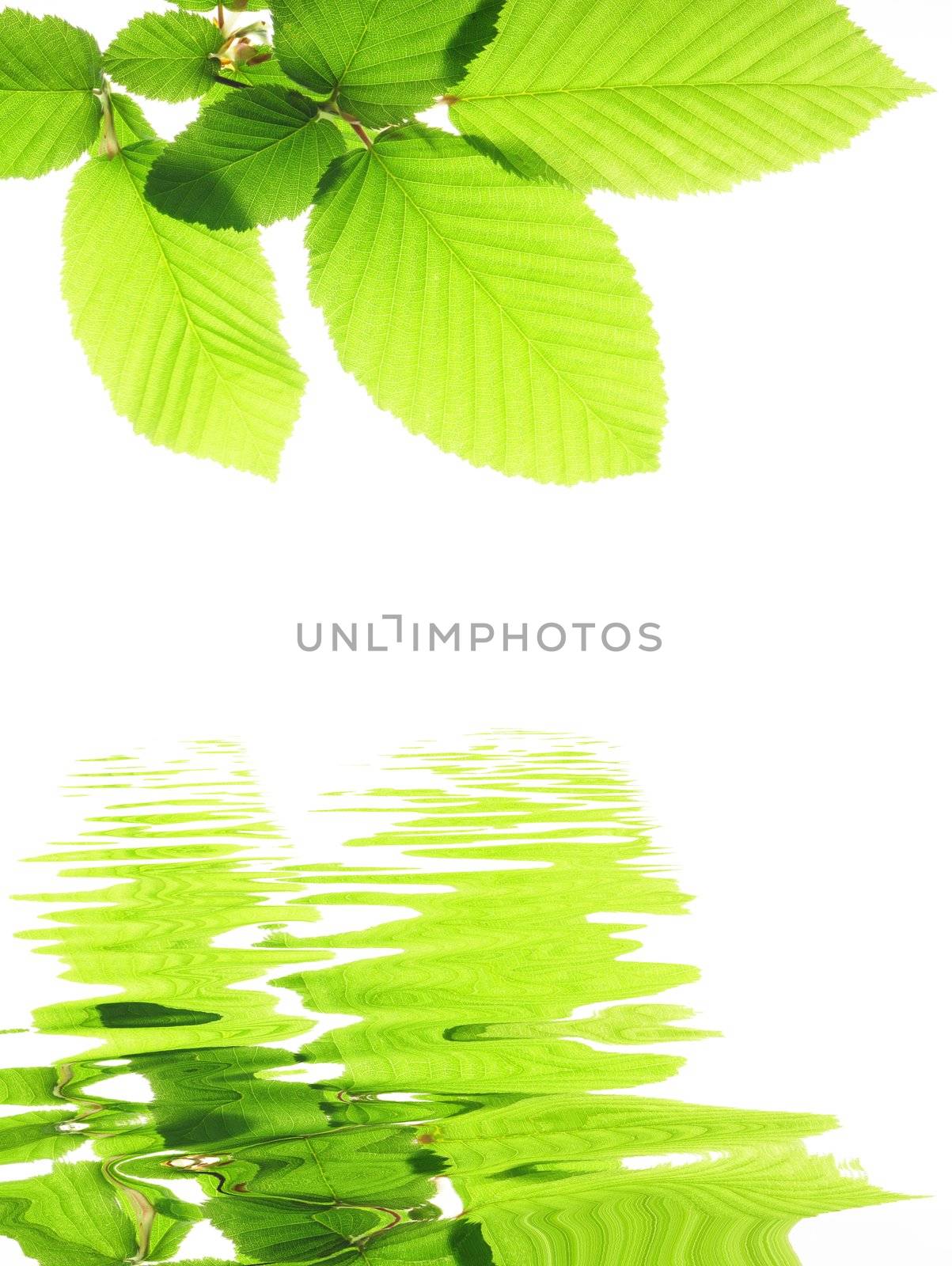 green leave and water surface with copyspace