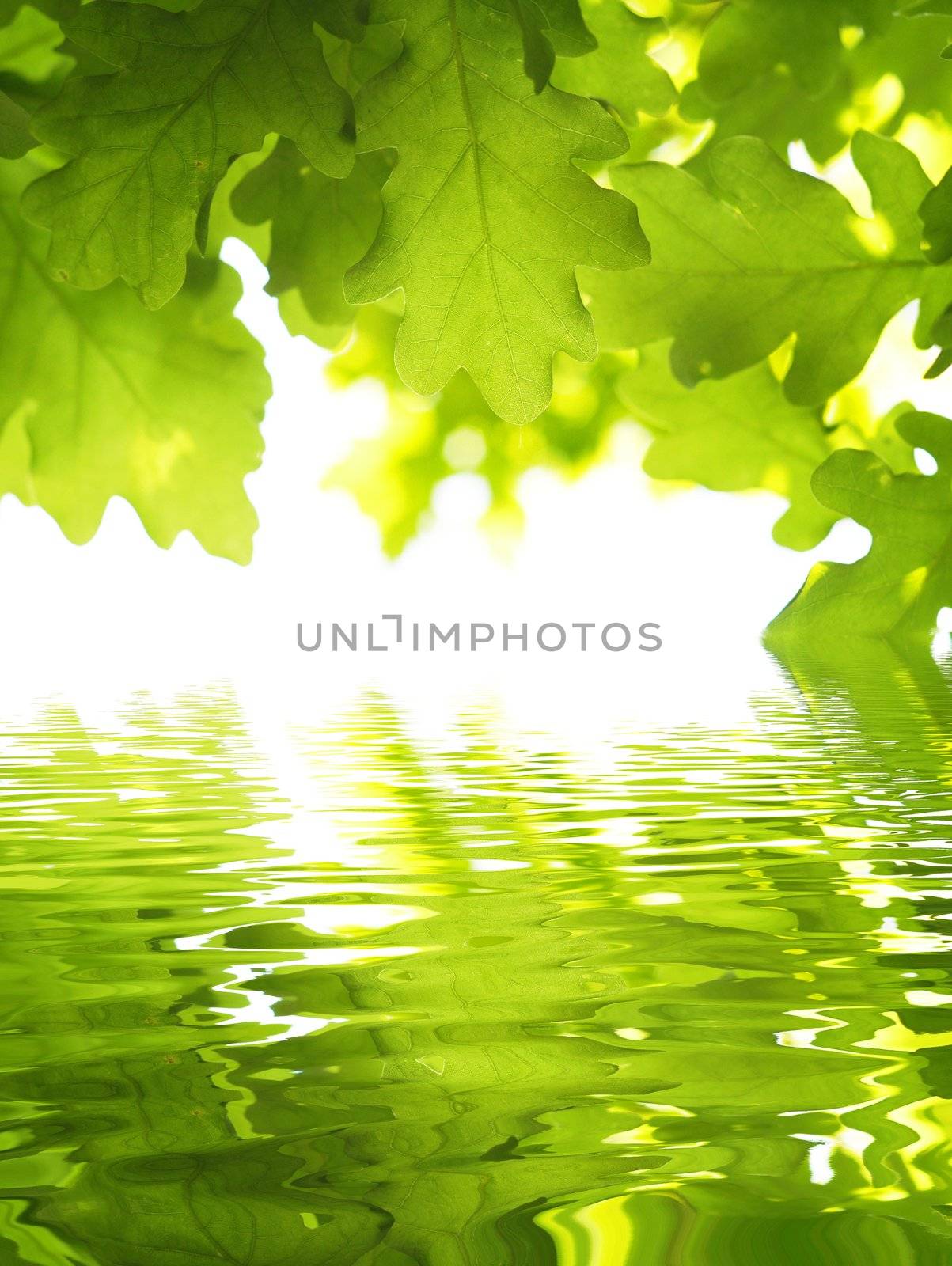 green leave and water surface with copyspace