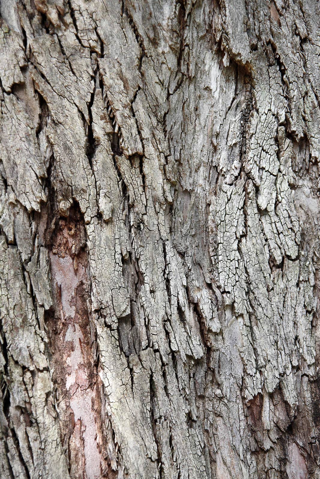 Close up view of the rough texture of a tree bark.