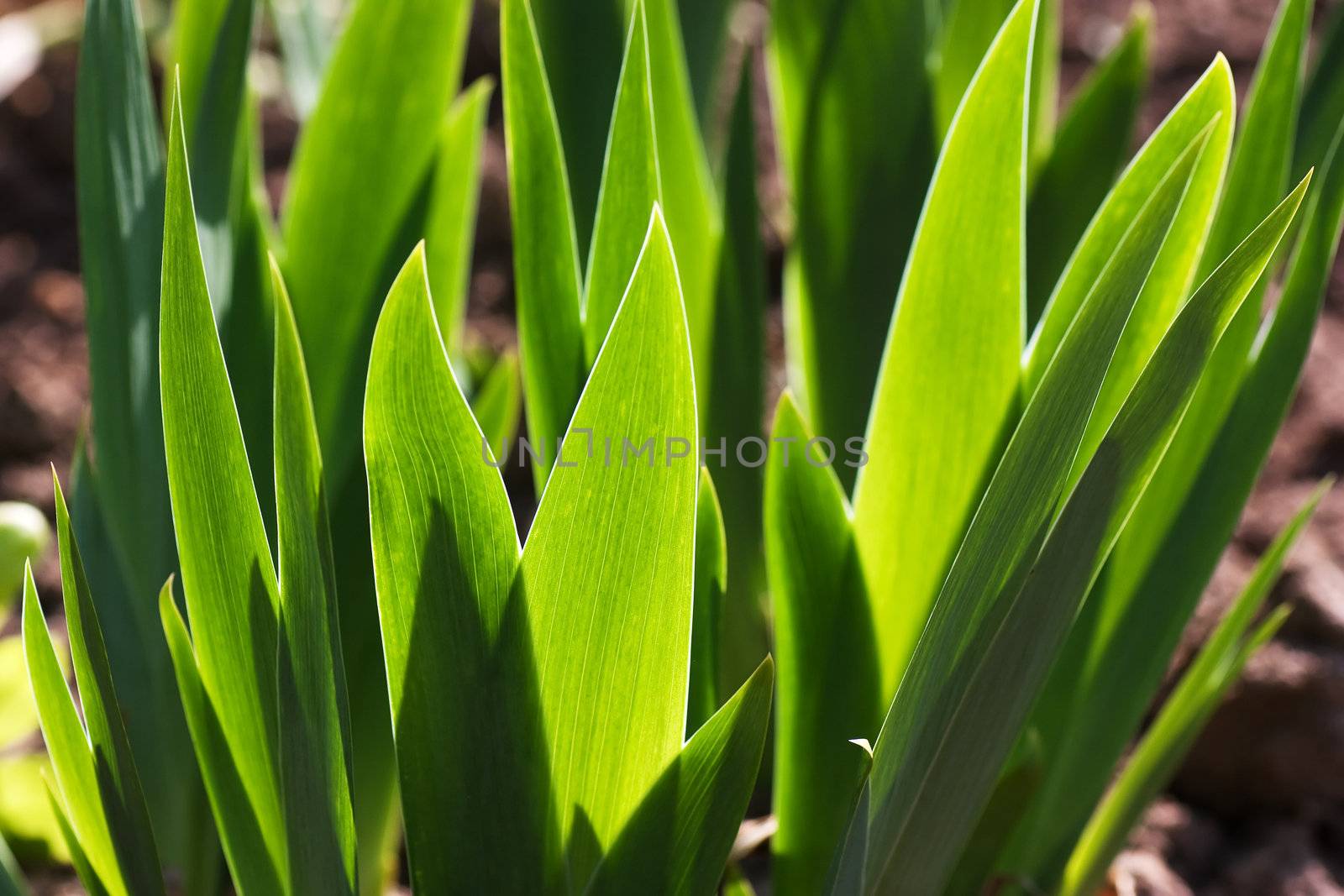 Macro view of juicy green grass in back lighting