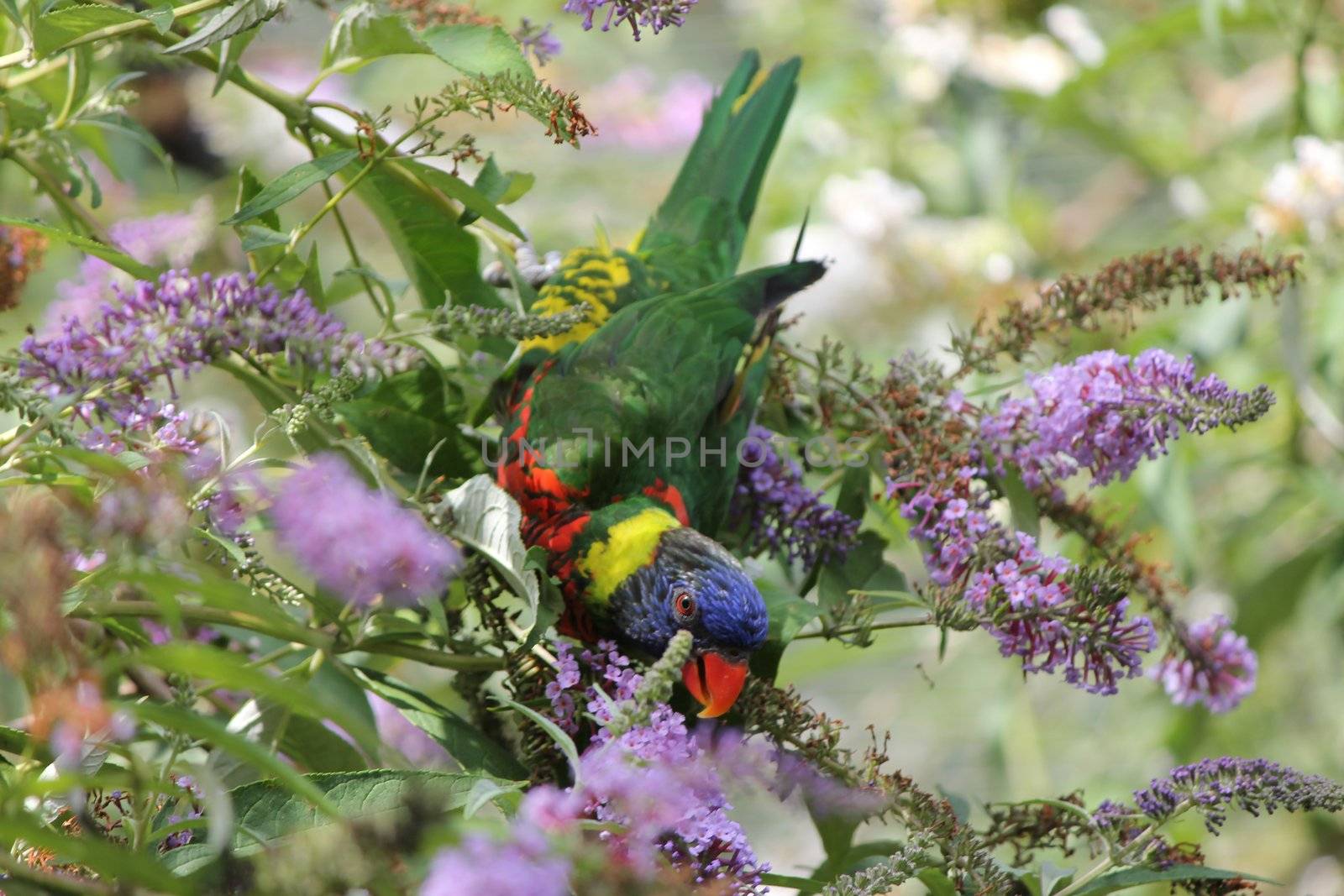 parrot and flowers and colors