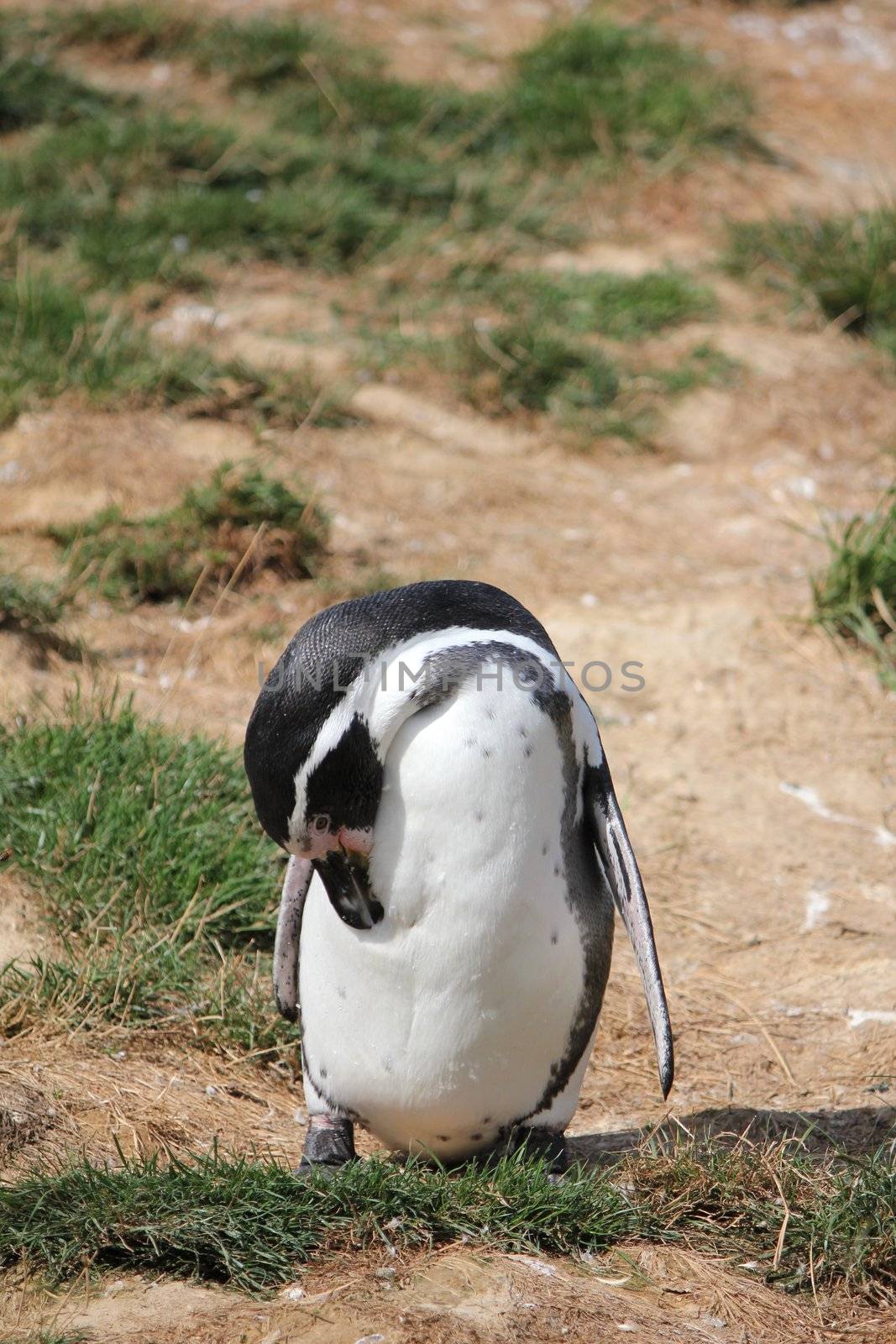 penguin white and blak and grass green