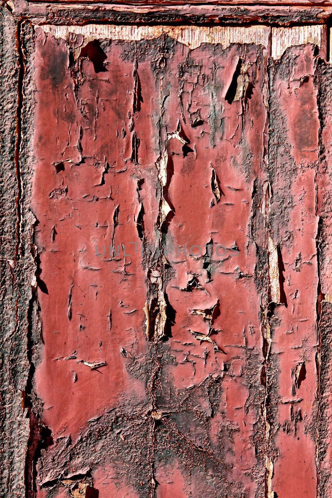 Closeup view of the texture in a section of an old door. 