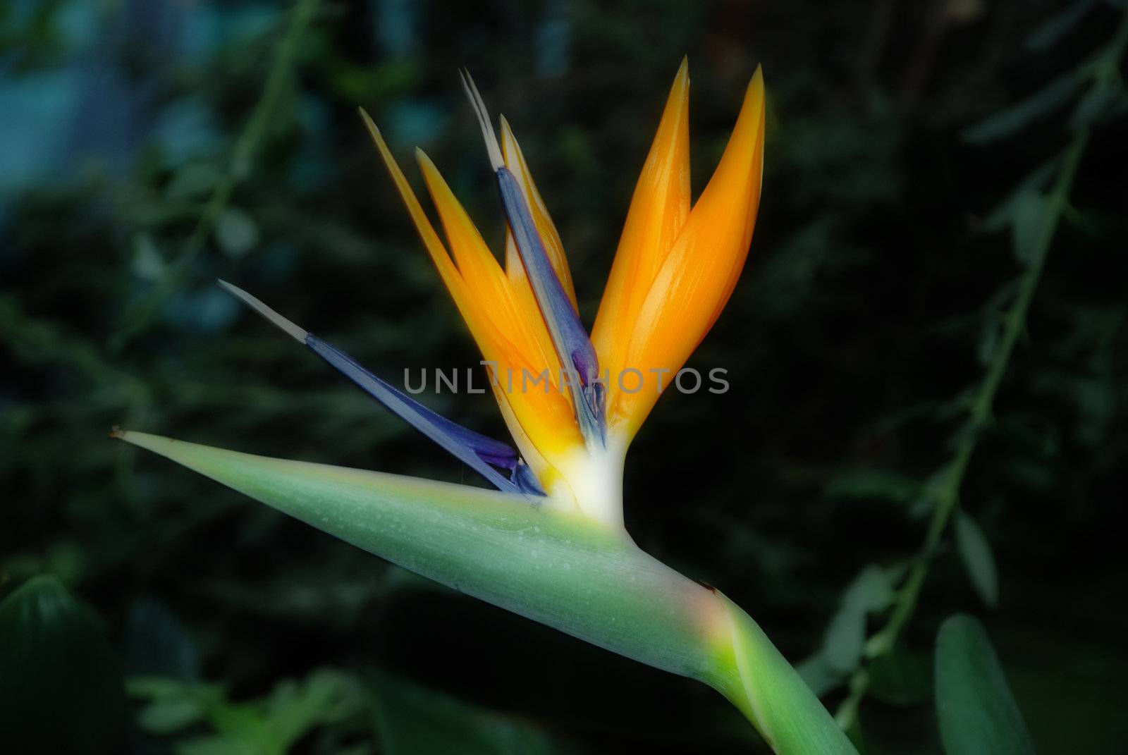 A stunning bird of paradise flower in the Winter Gardens in Sheffield city centre, in the north of England