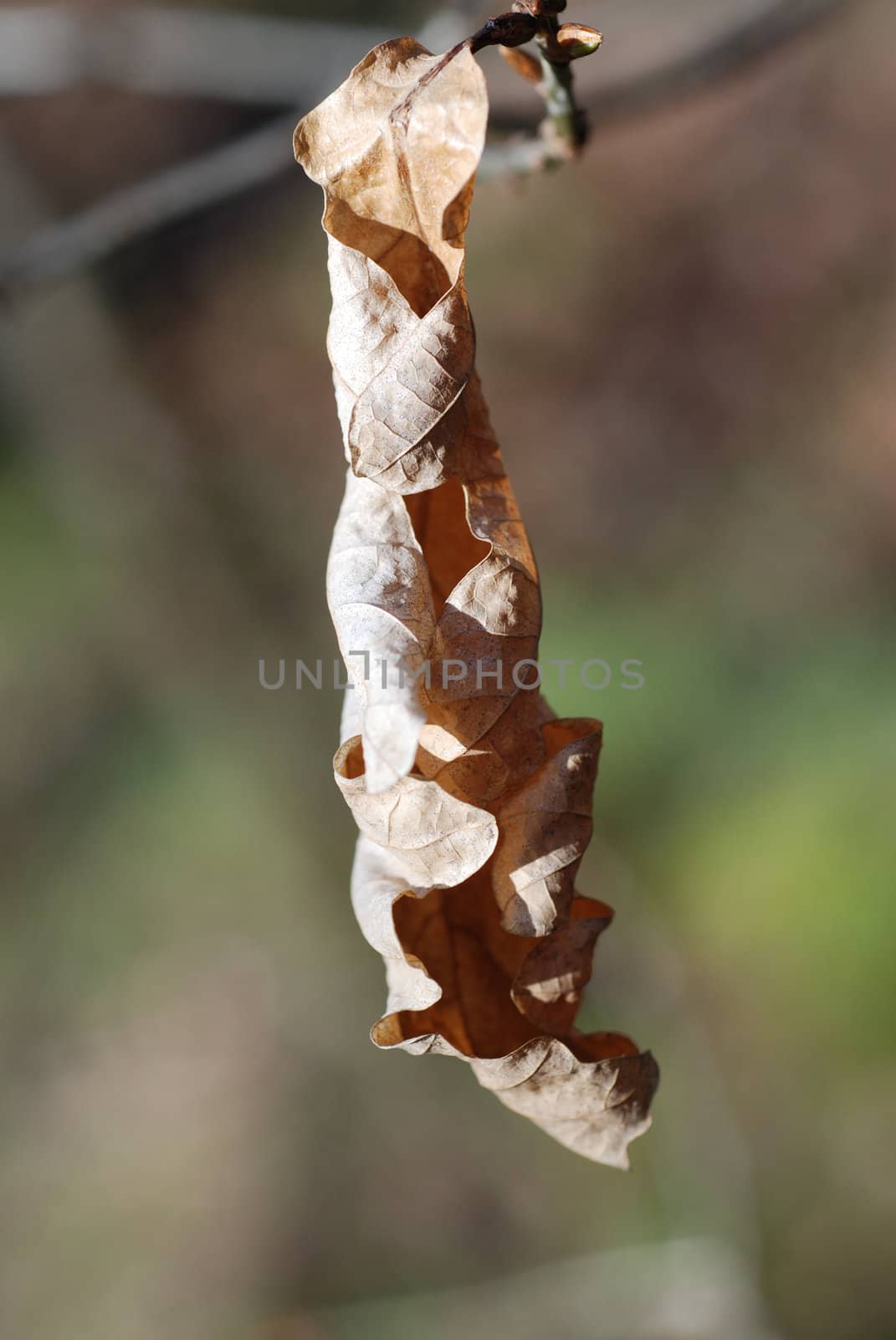 A close-up of a dead leaf hanging from a branch in the woods.