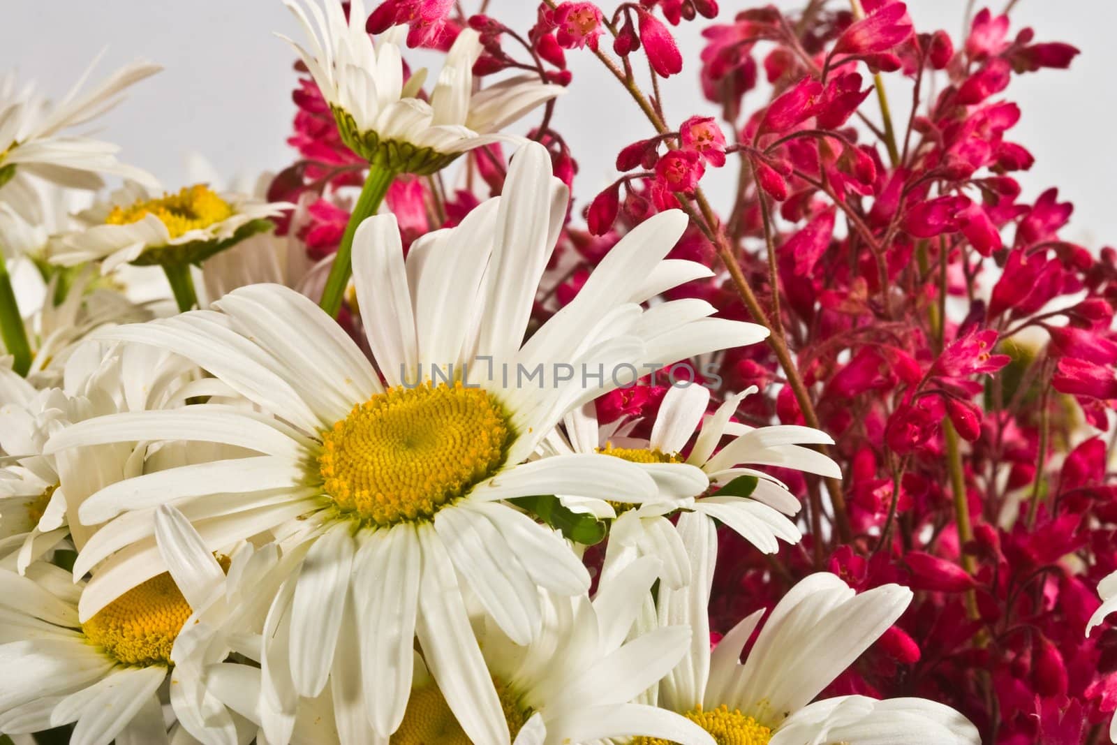 flower series: white camomile bouquet with small pink flower