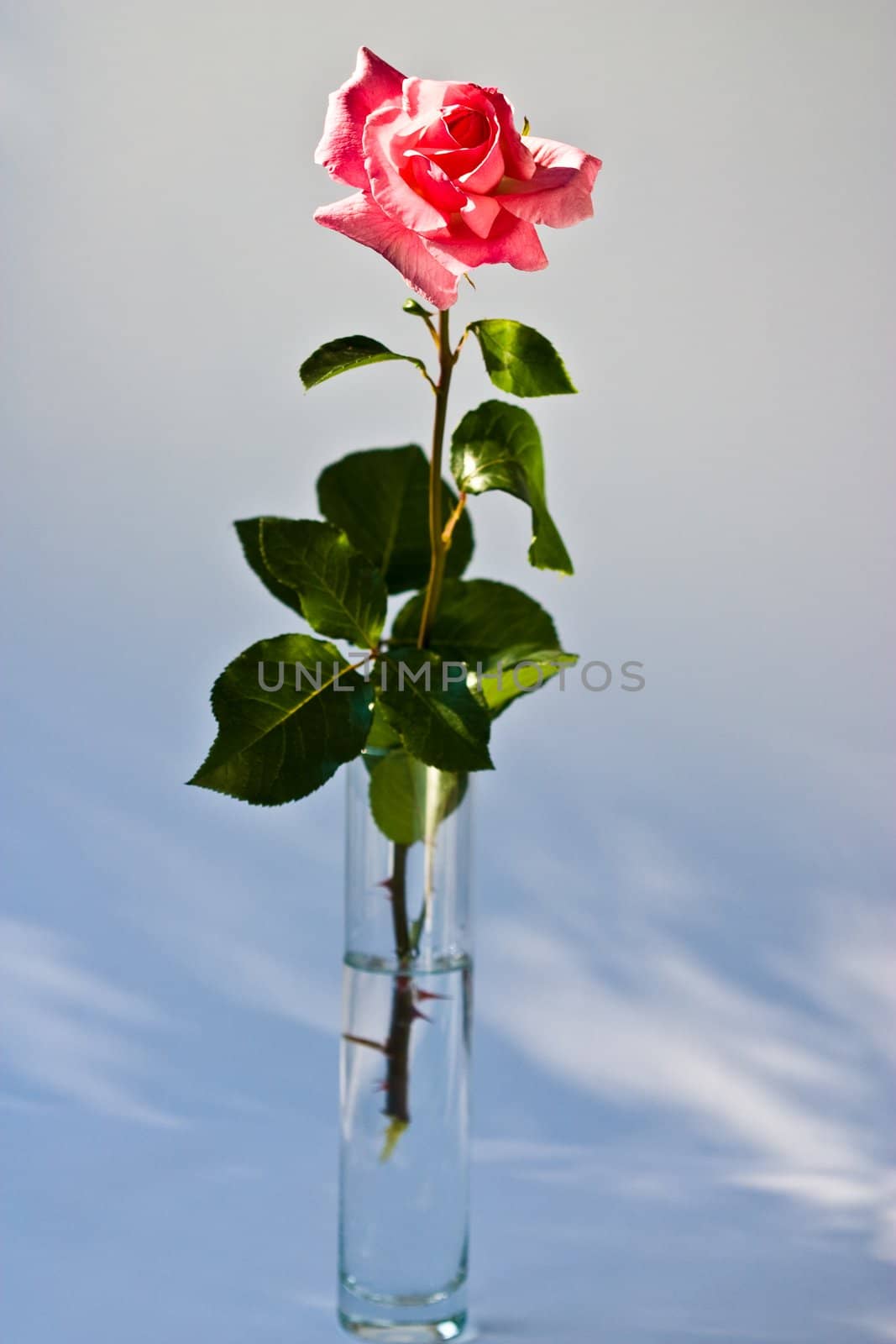 flower series: beauty red rose in na glassy vase