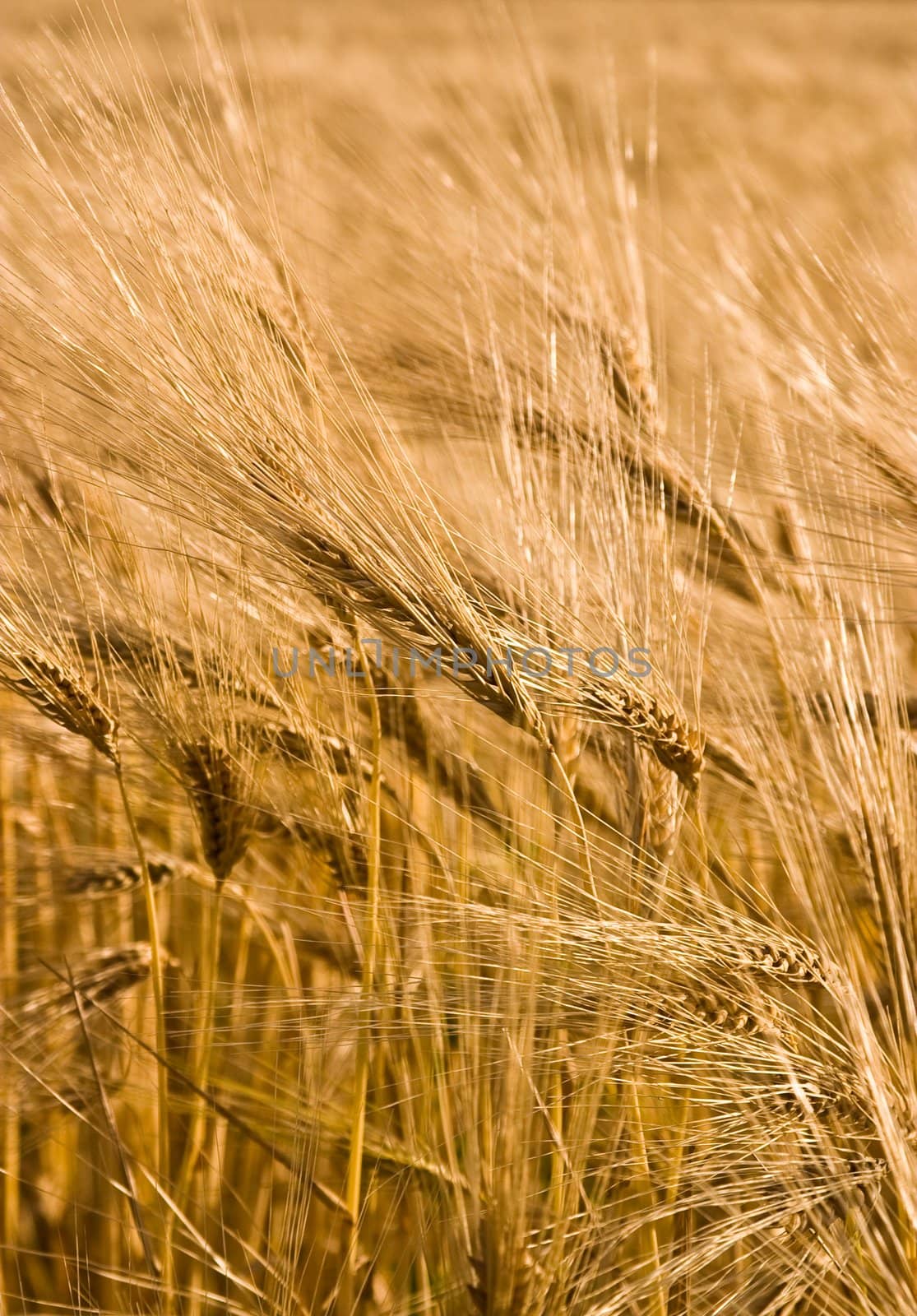 food series: ripe wheat field in summer