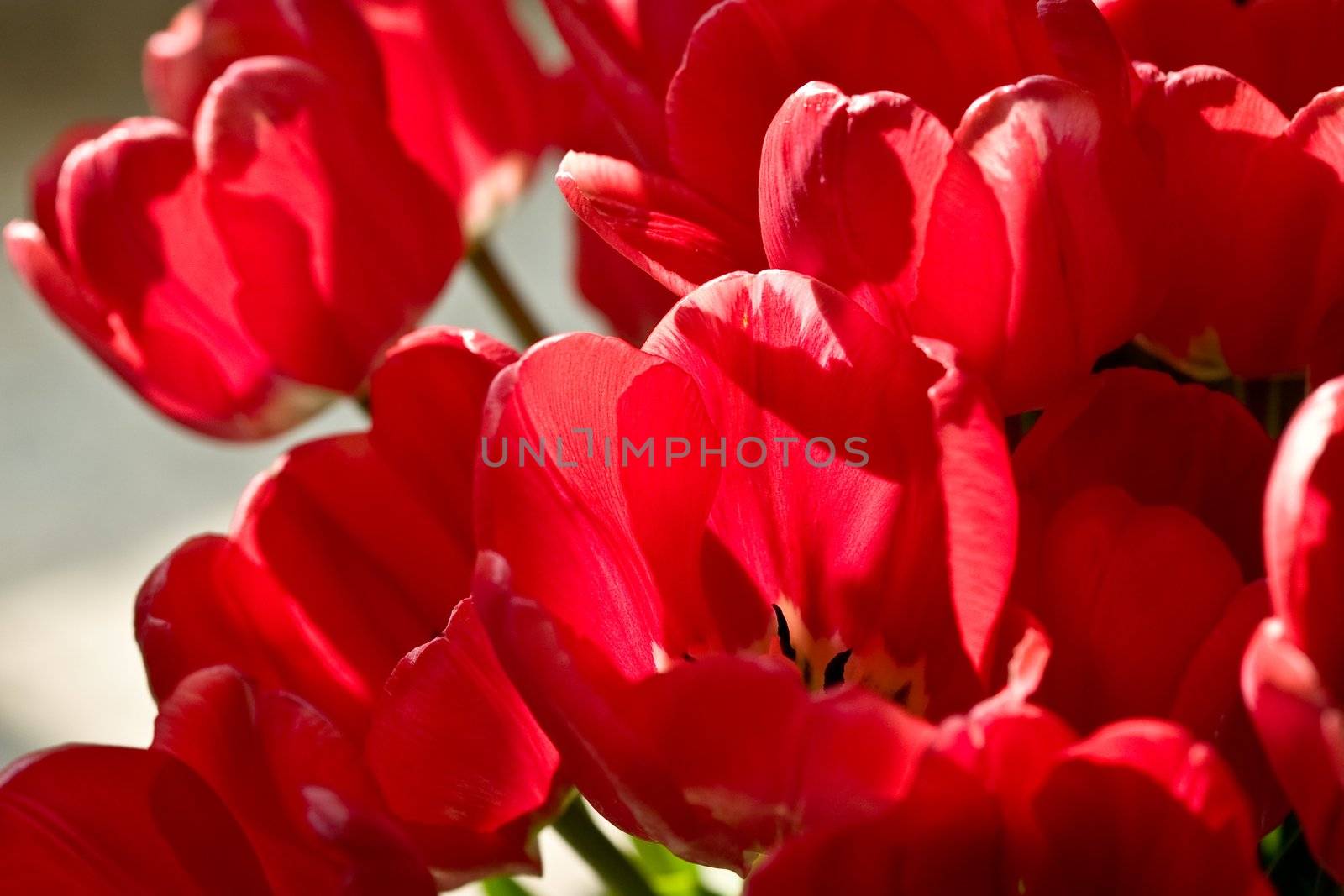 flower series: red tulips bouquet texture